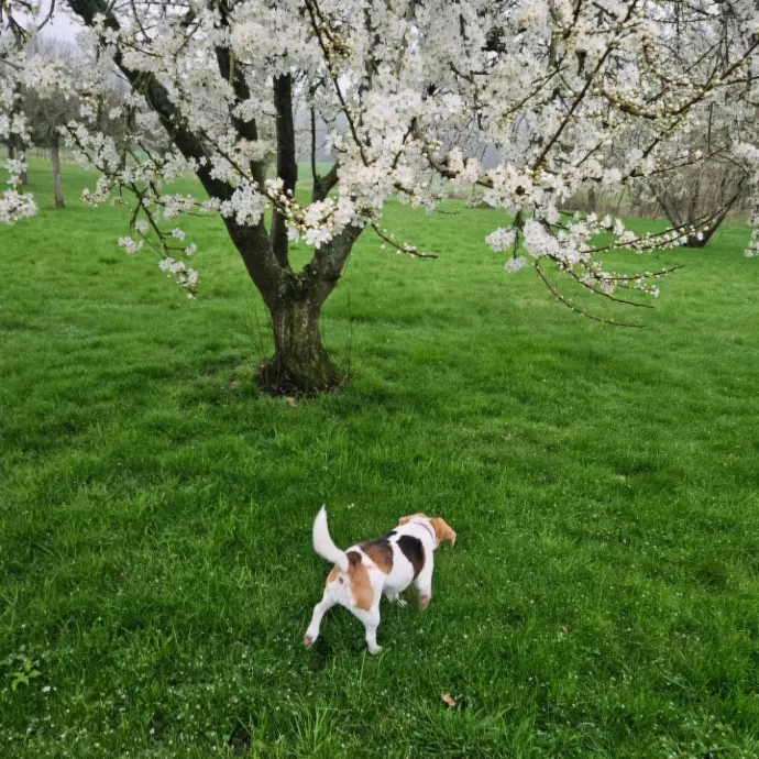 LILA
