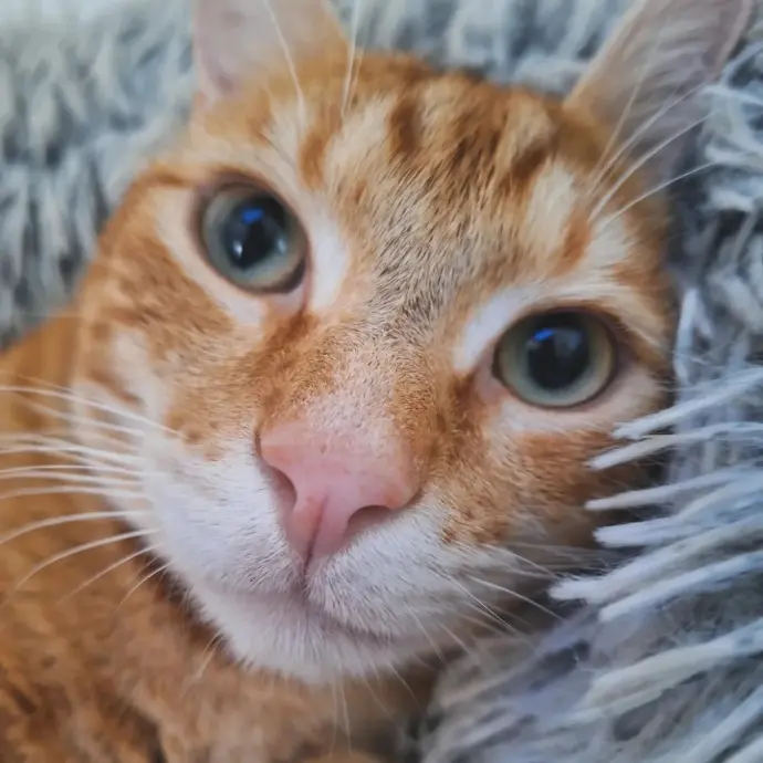 SIMBA