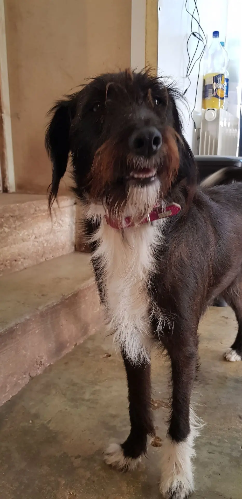 ABBIE