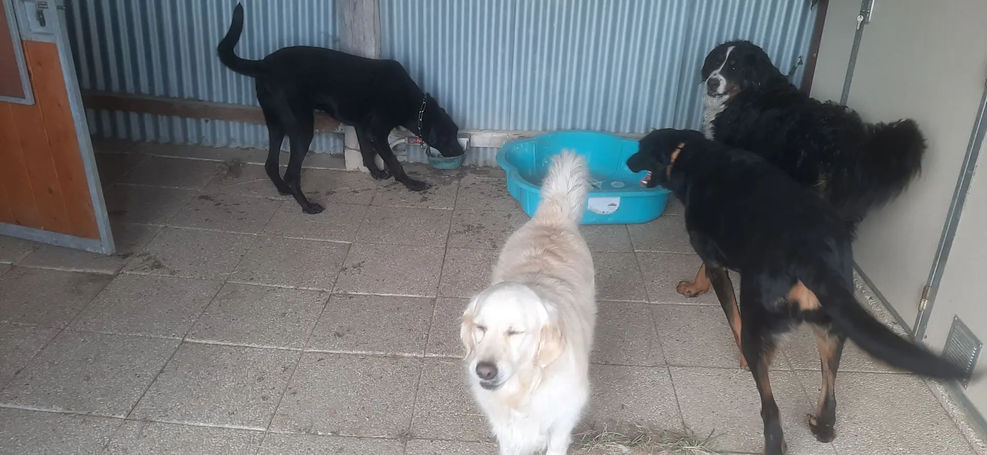 ORION GRETSCH LASKA MUSCADE