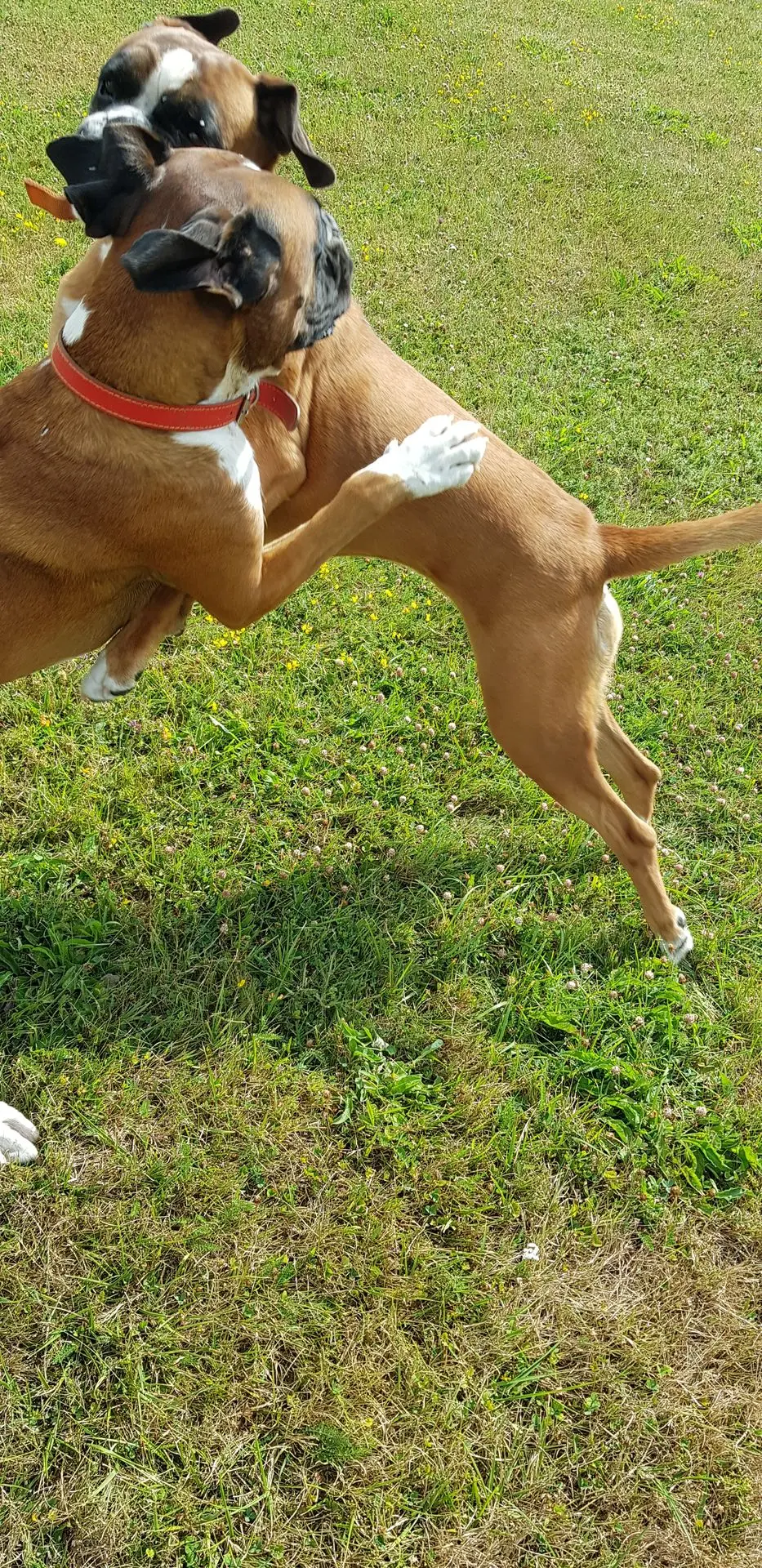 LULU MAGNUM