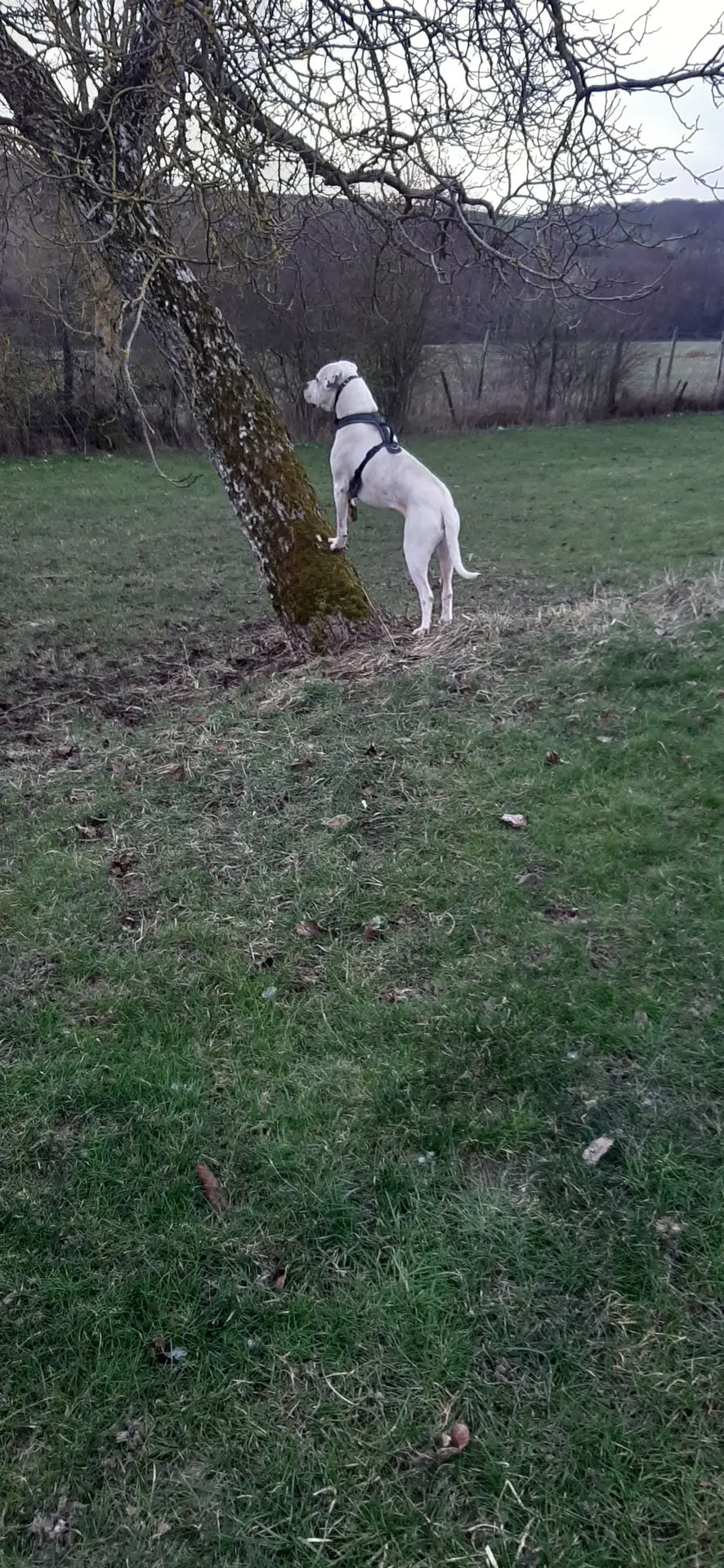 SAM