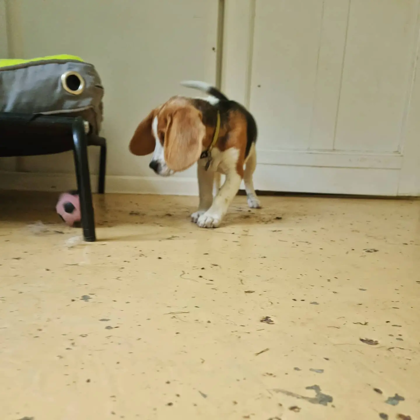 SAM