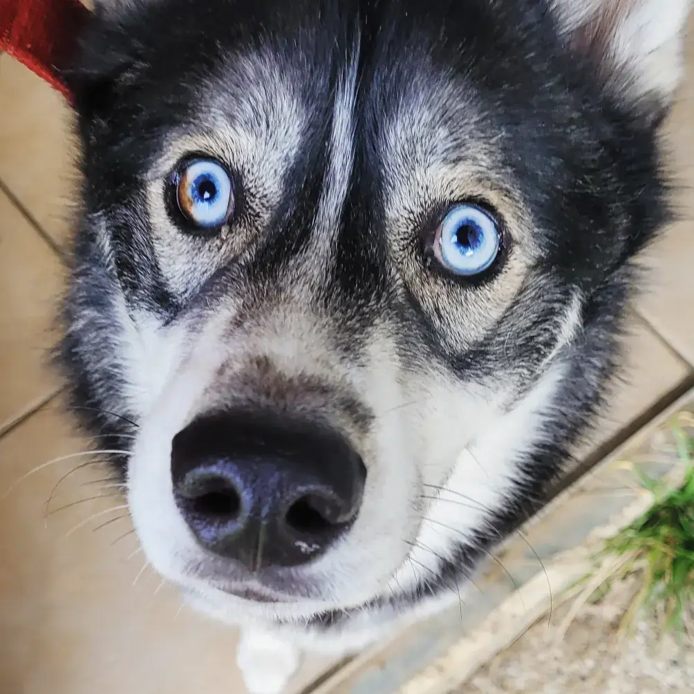 JACK