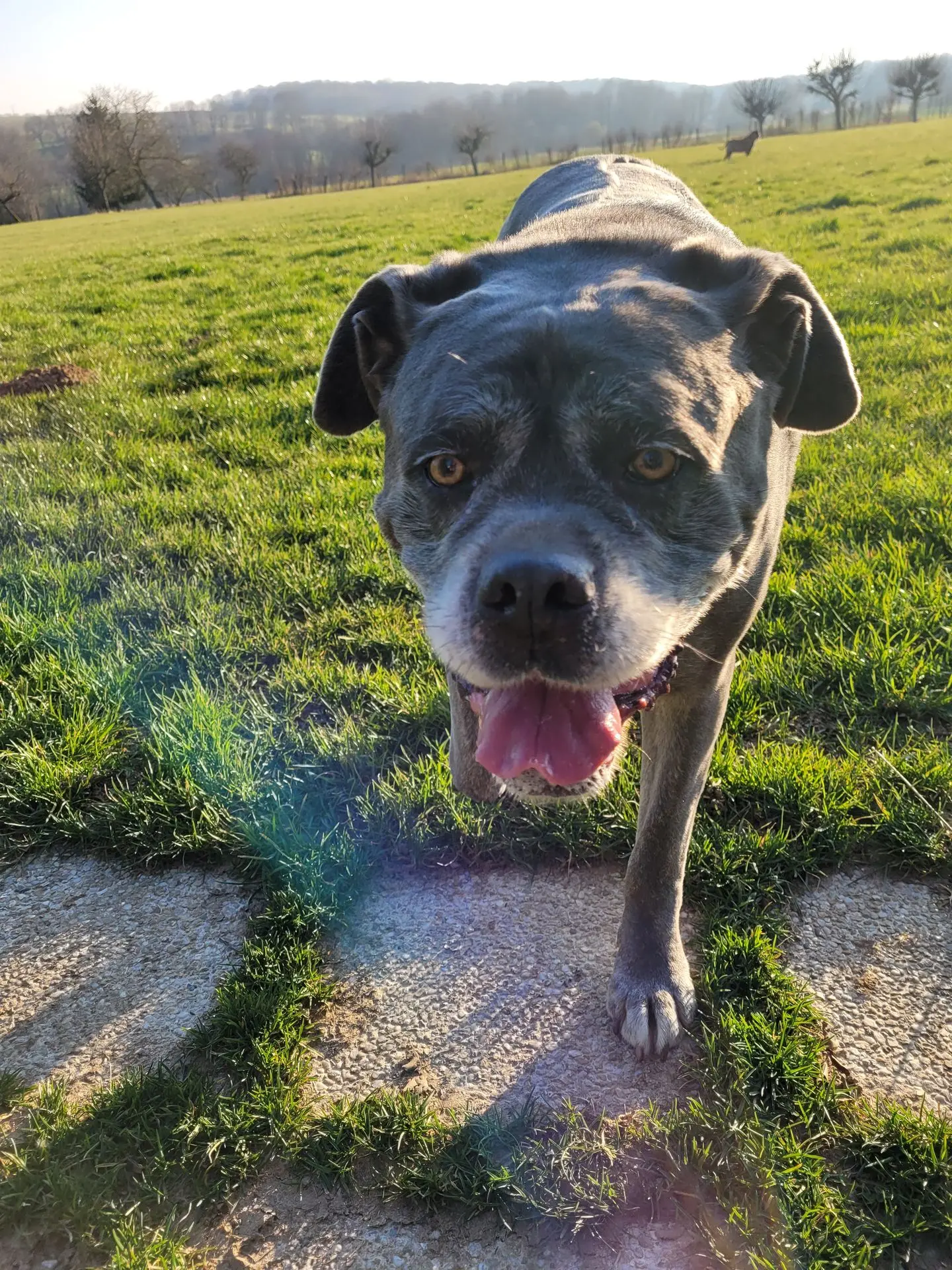 MERA