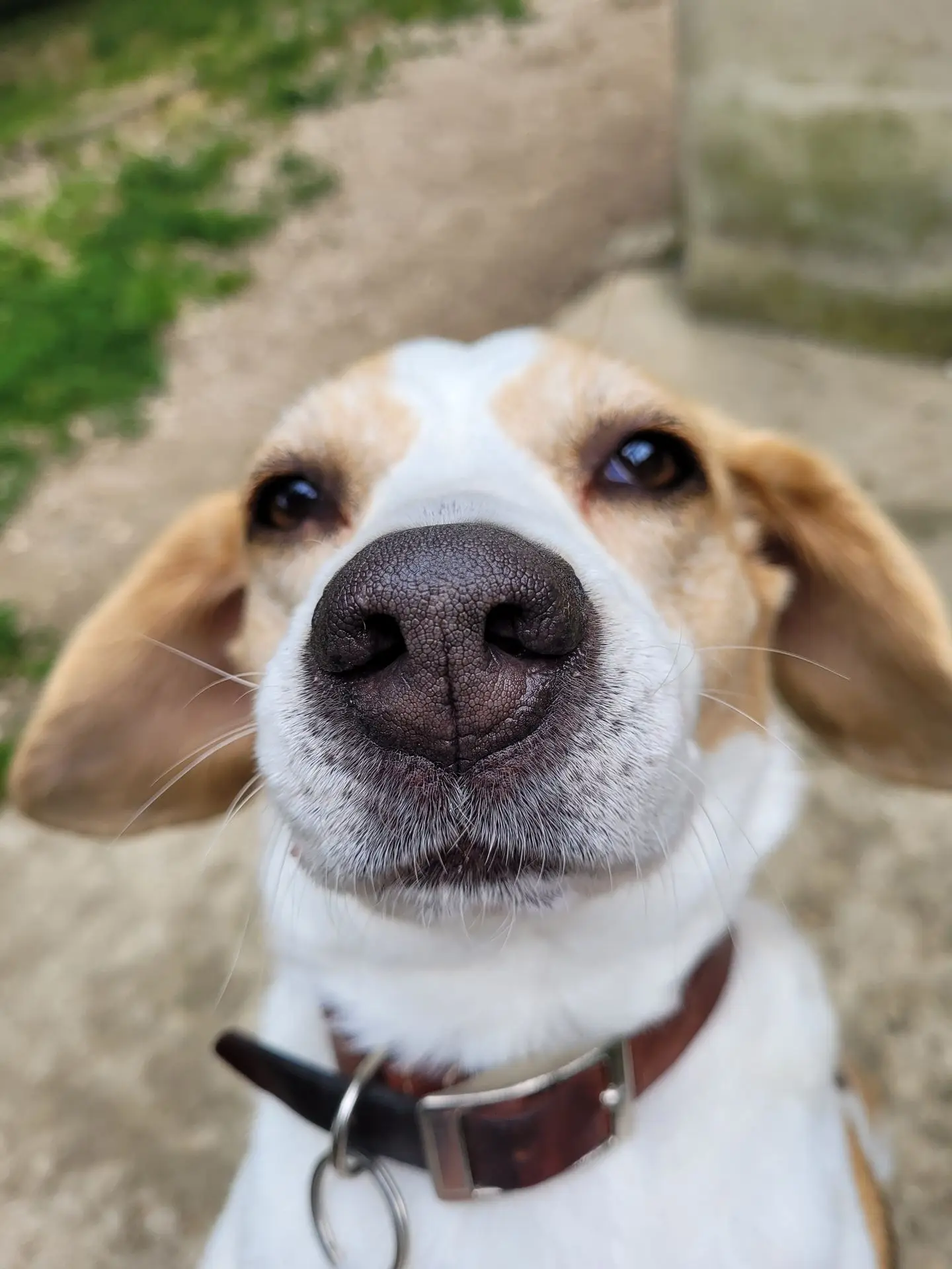 LILA