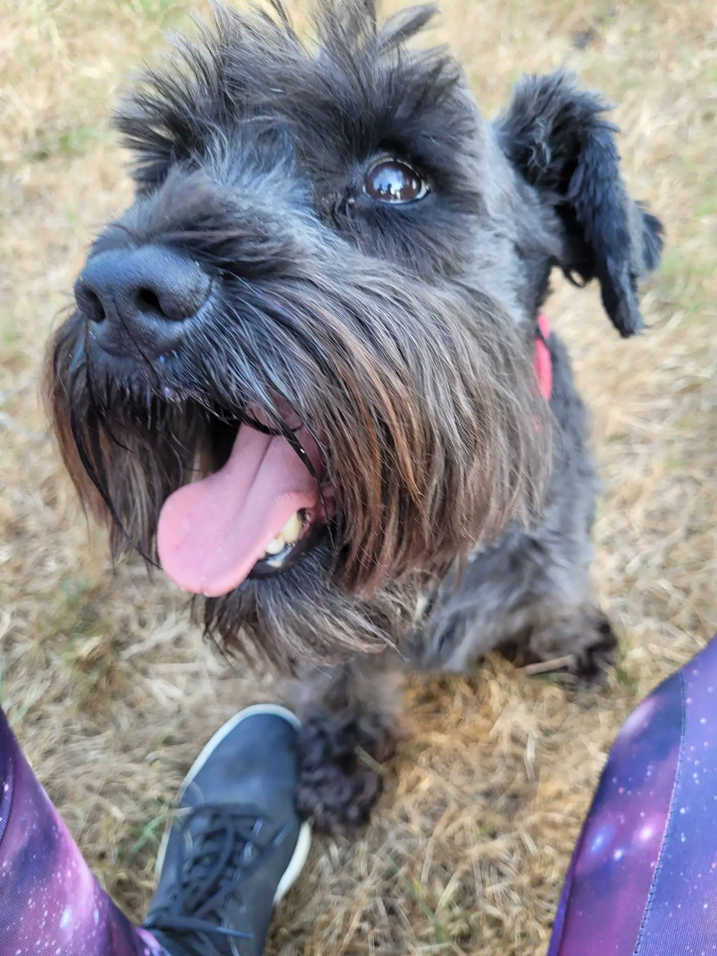 BANJO