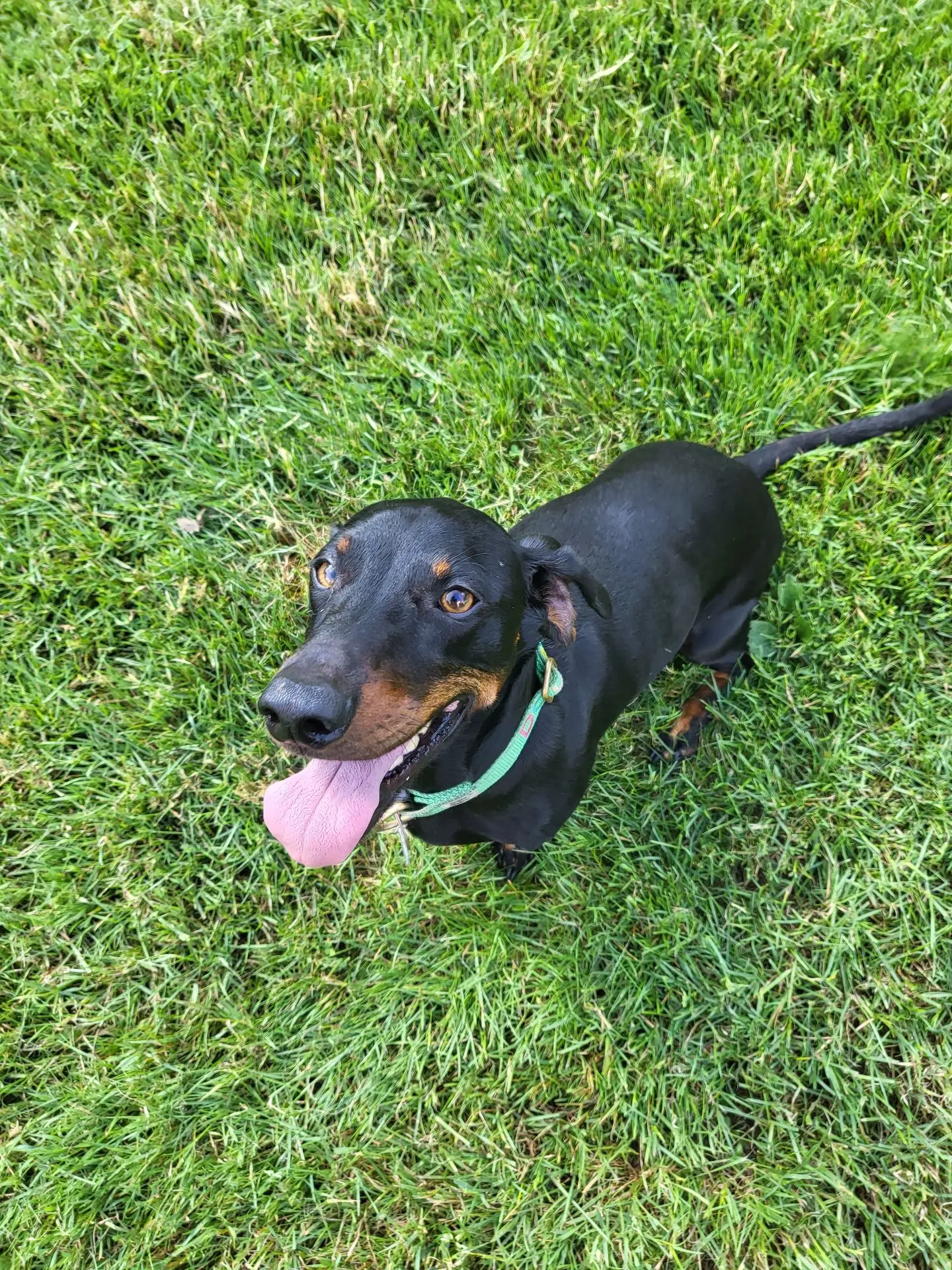 DOUG