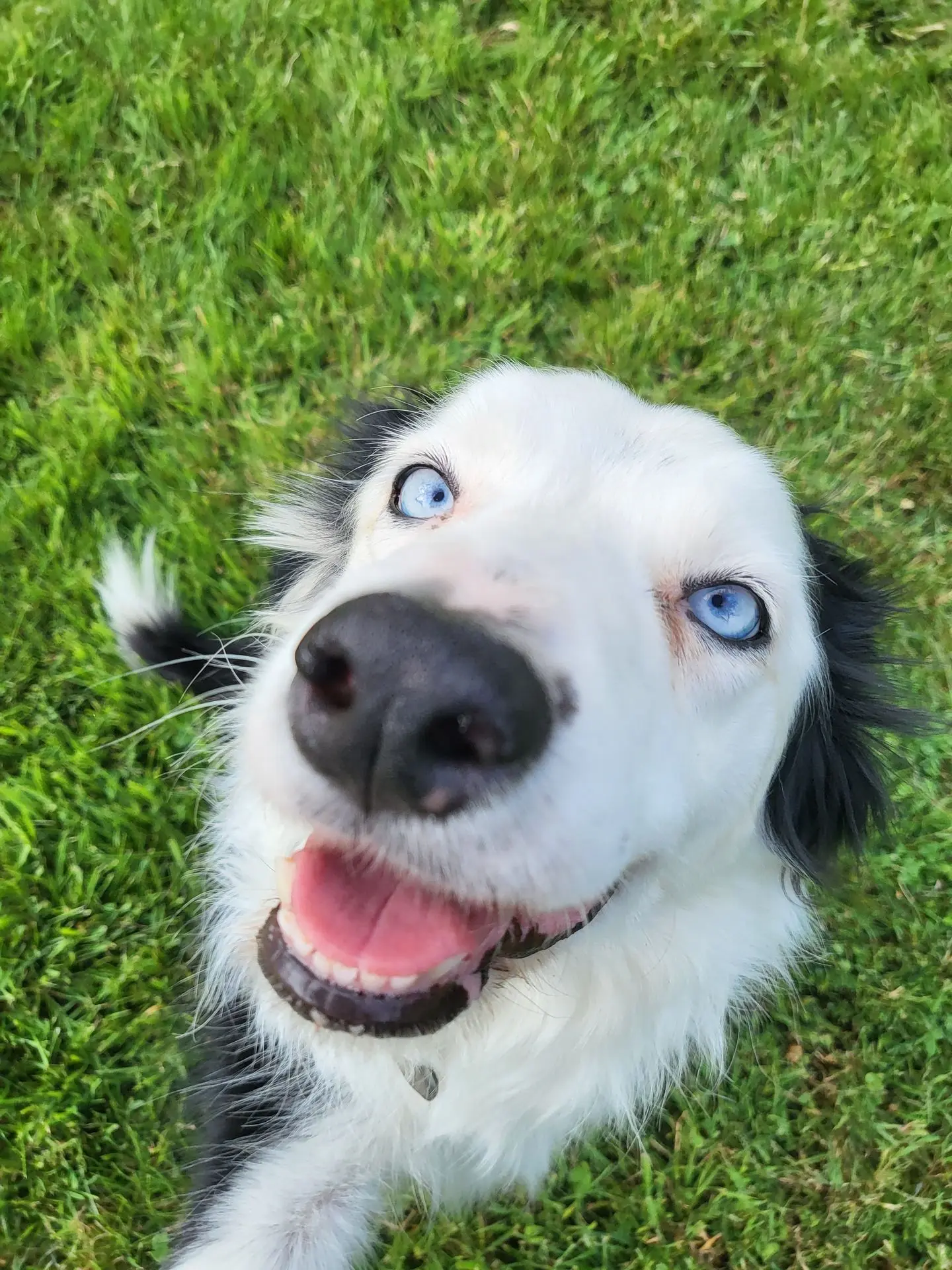 LAIKA