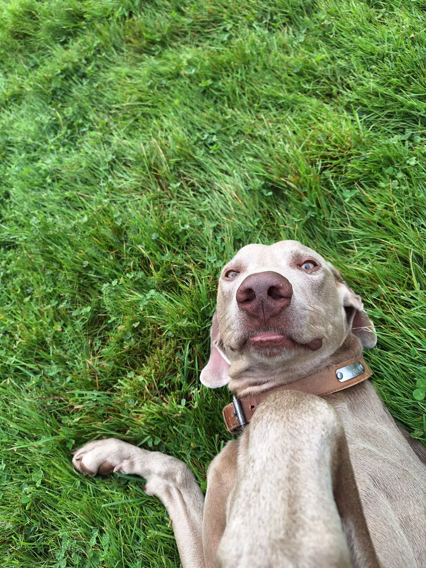 REGINALD