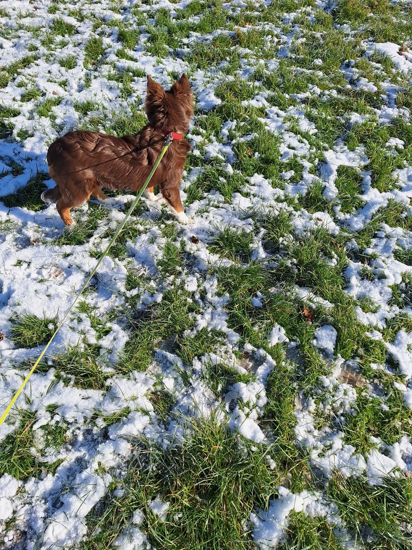 MAYA