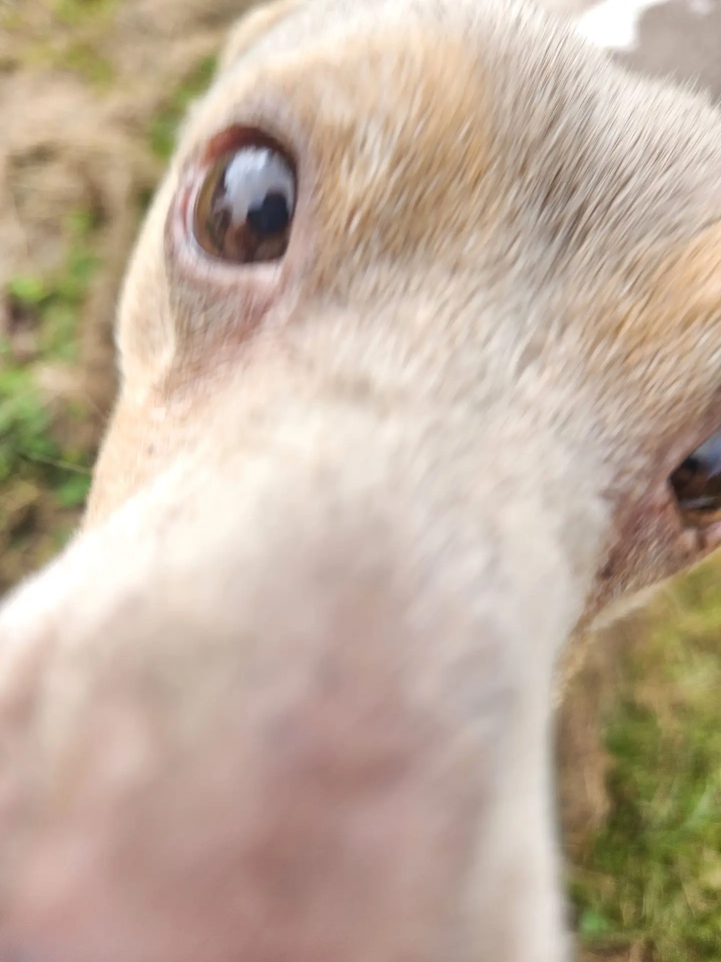 LILIE