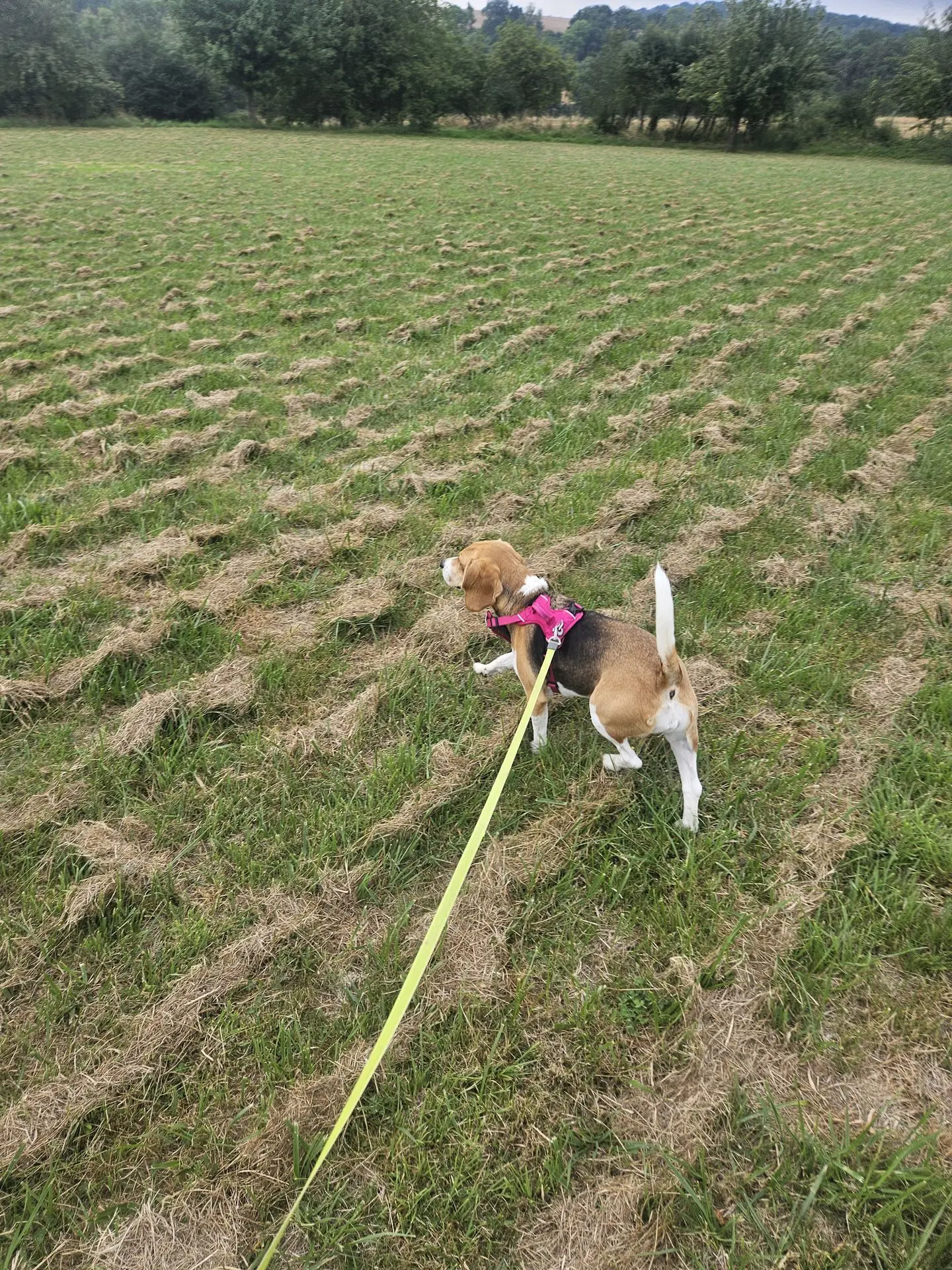 MAYA