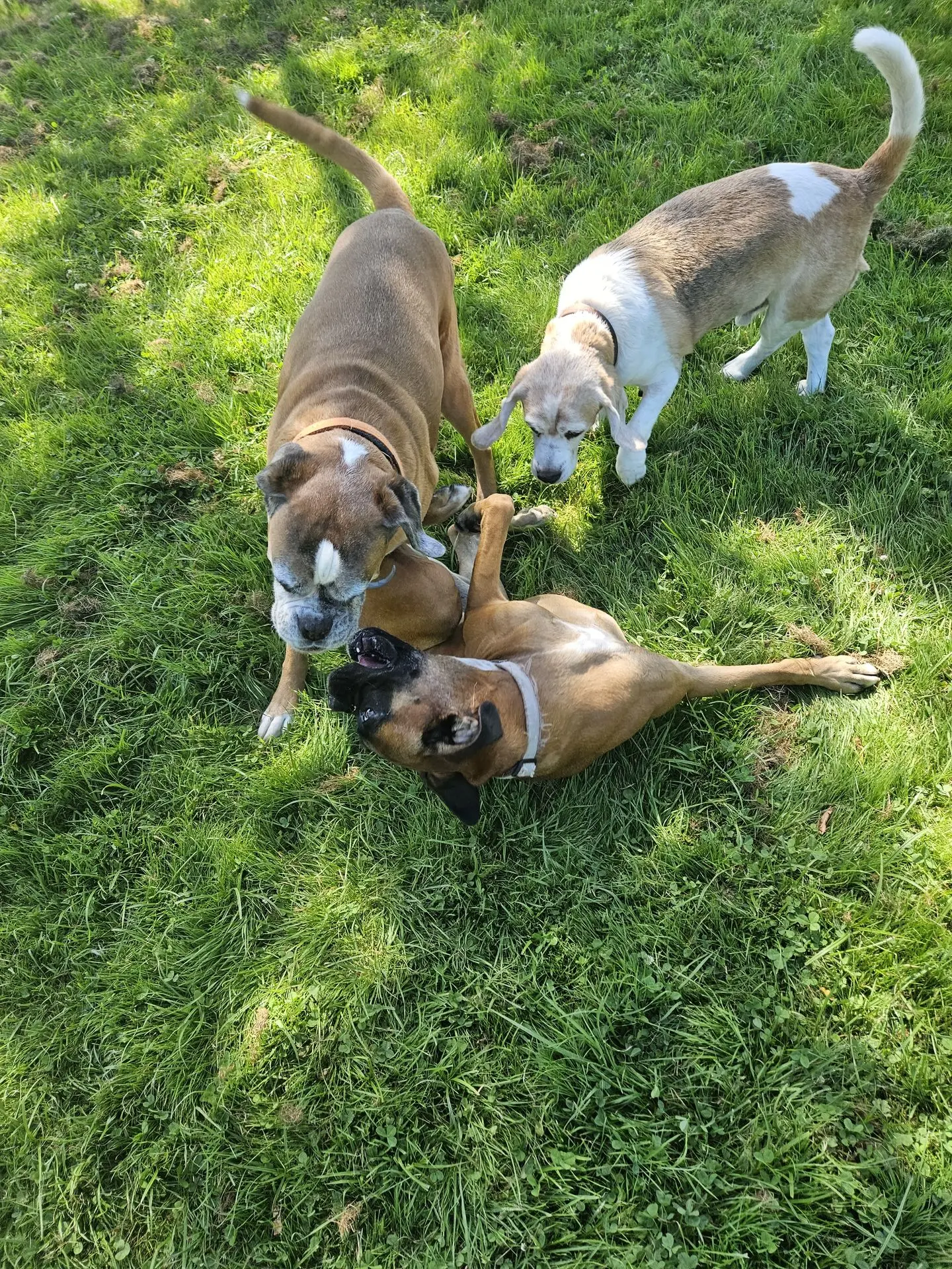LULU BONNY IDEFIX