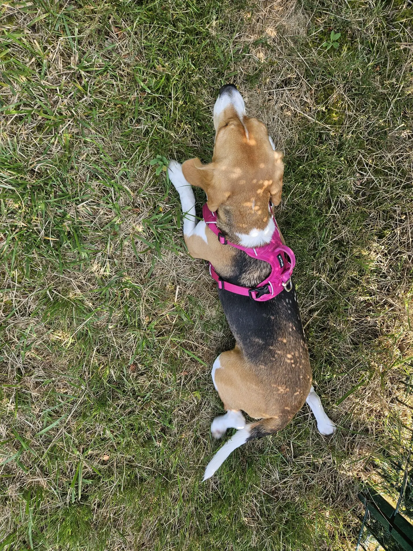 MAYA