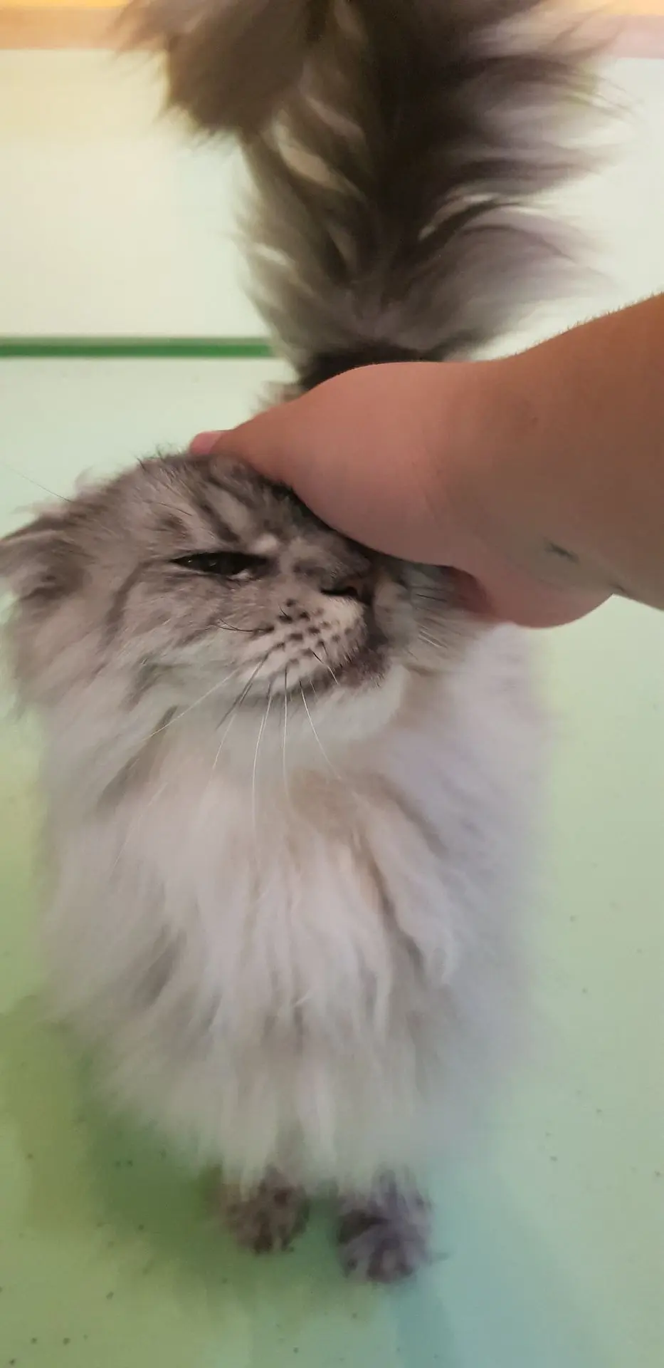 MONOI