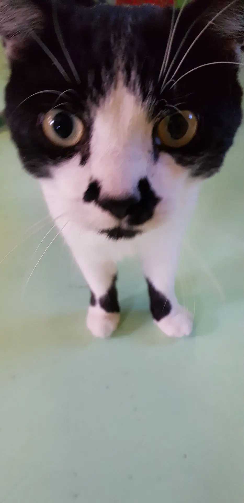 OREO