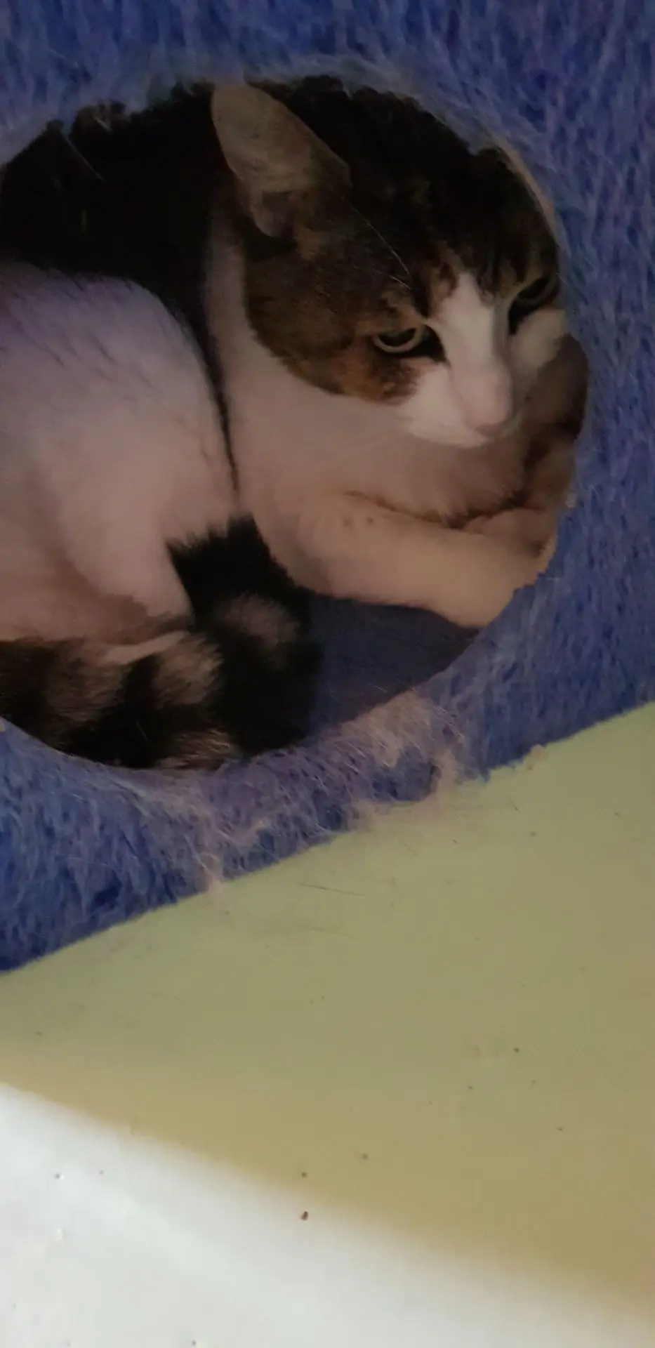 LILI