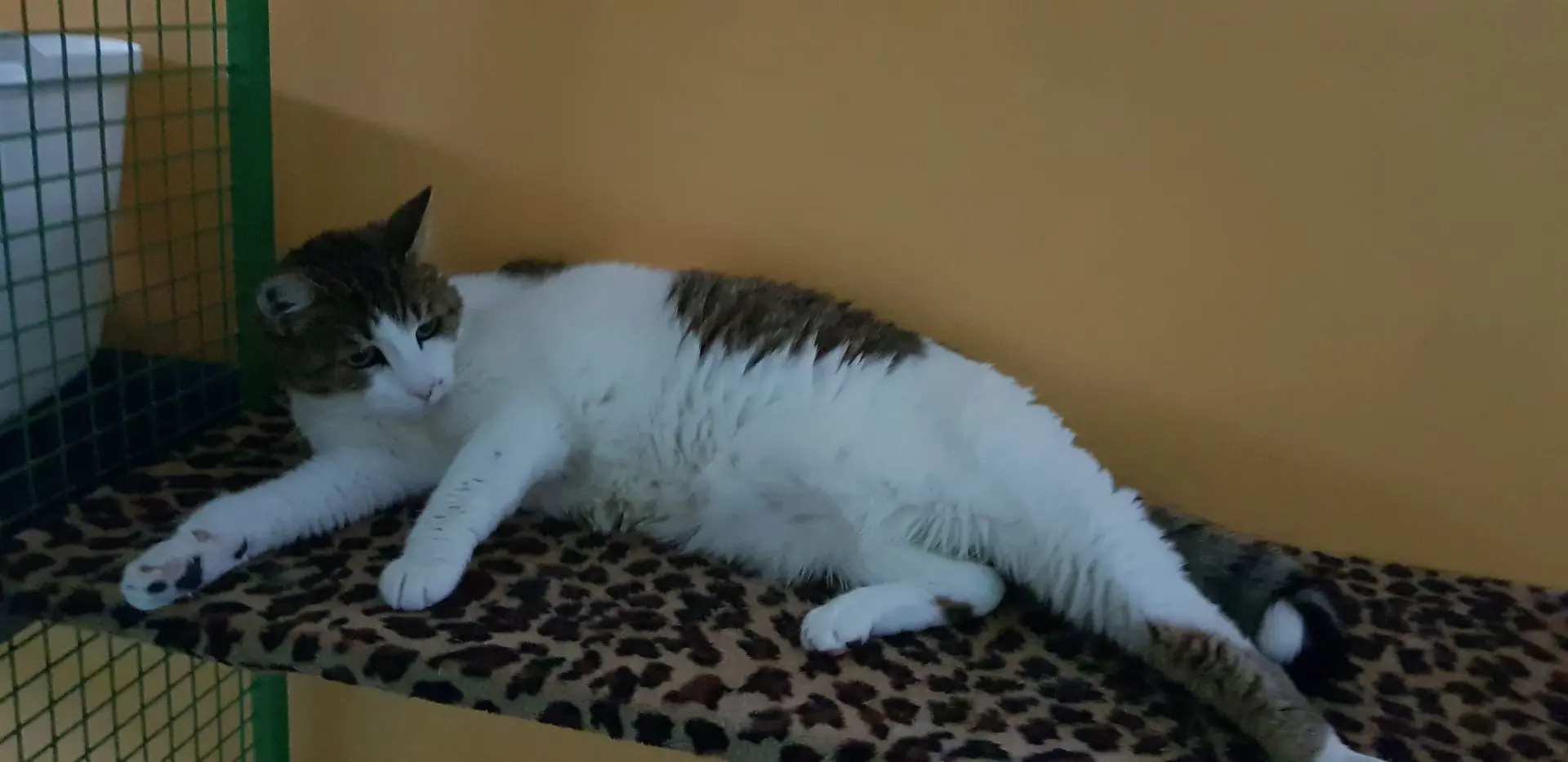 LILI