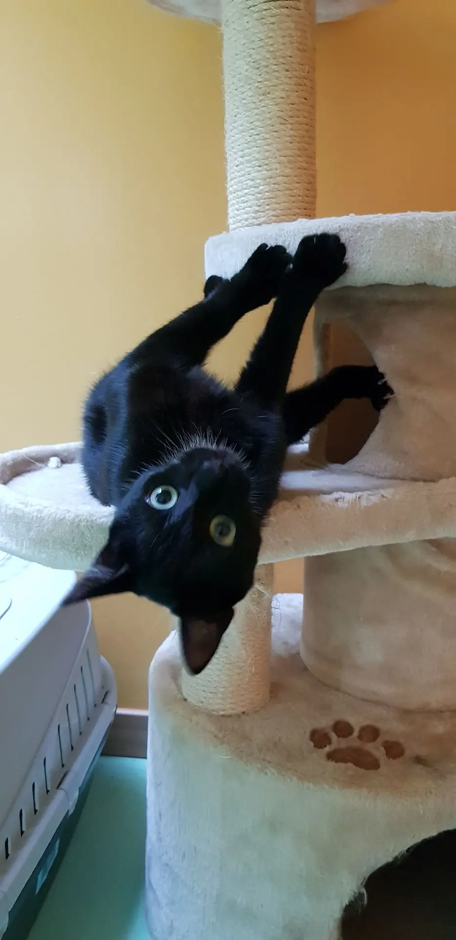 OSCAR
