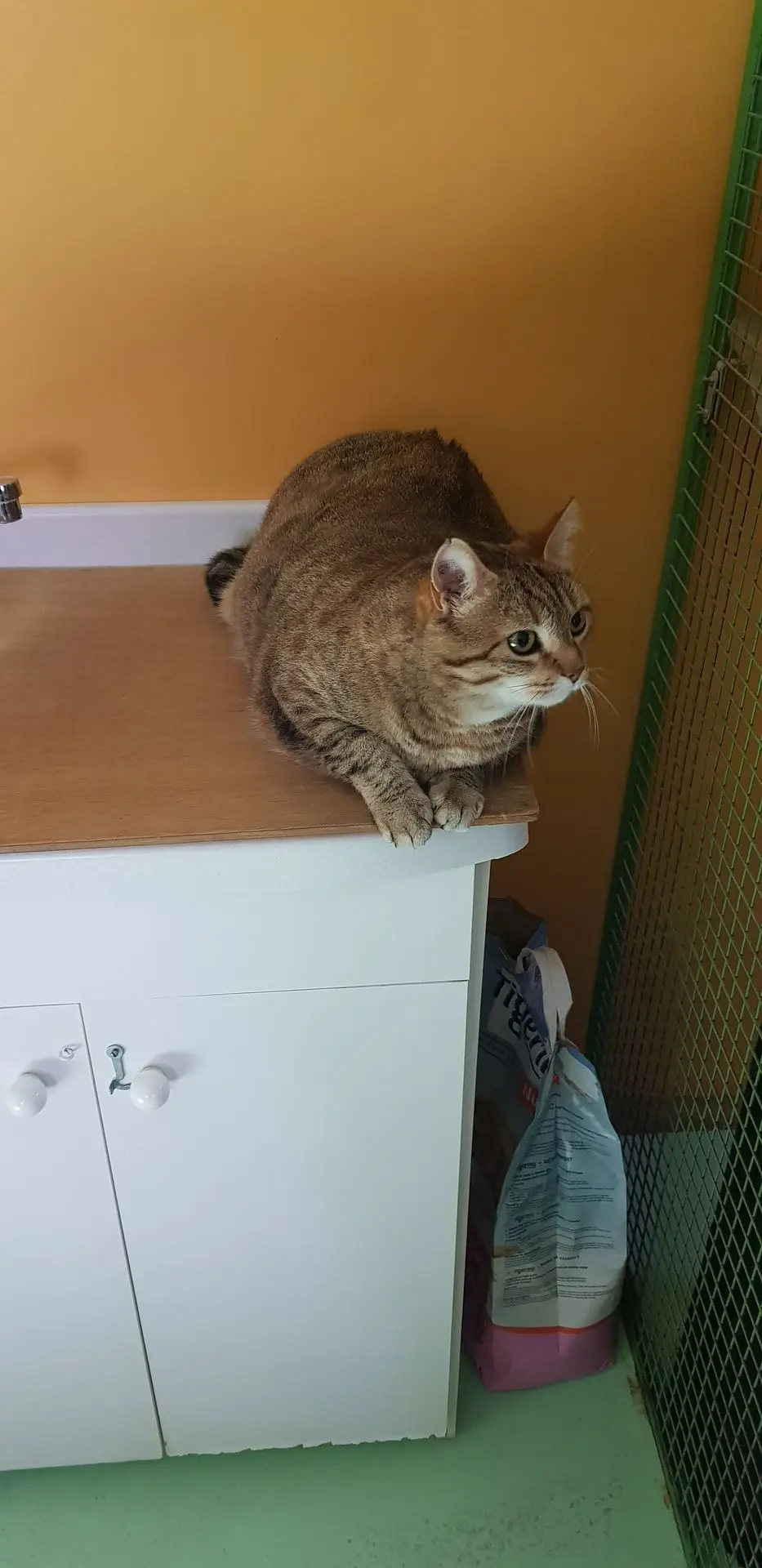 GRIBOUILLE