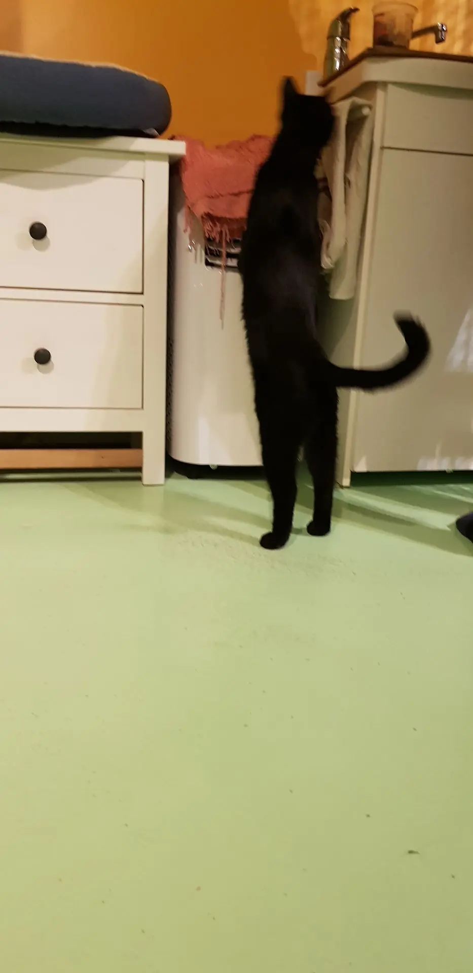 OSCAR