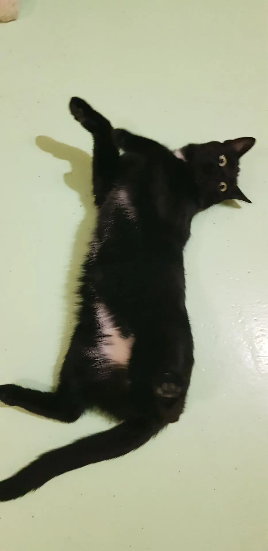 OSCAR