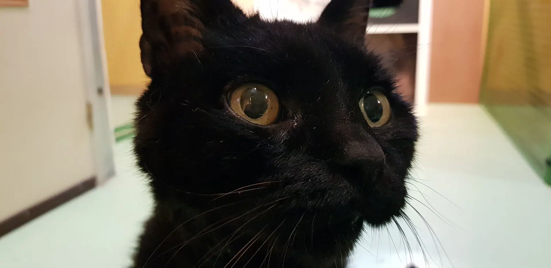 BANDIT