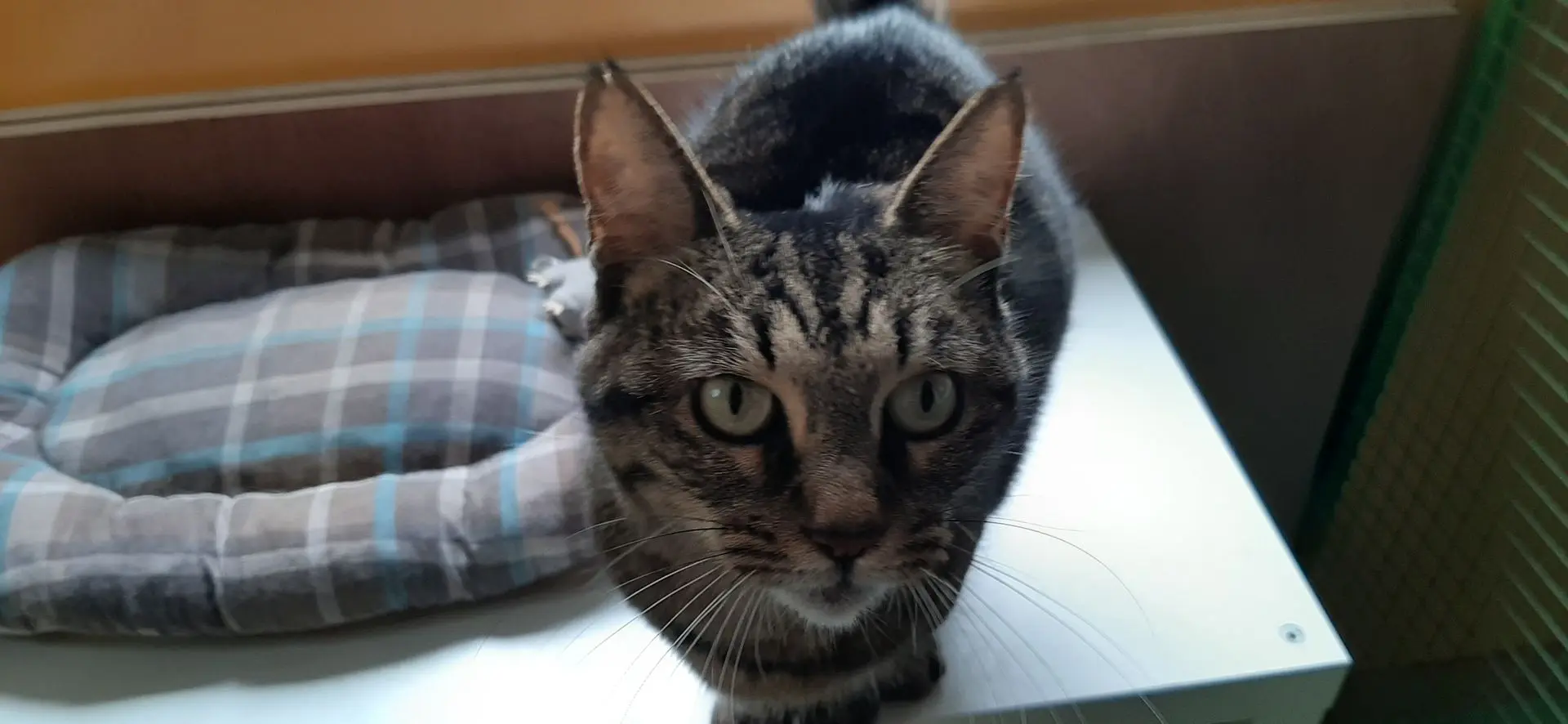 BABY CAT