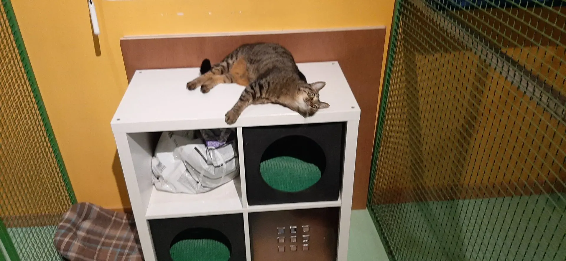 BABY CAT