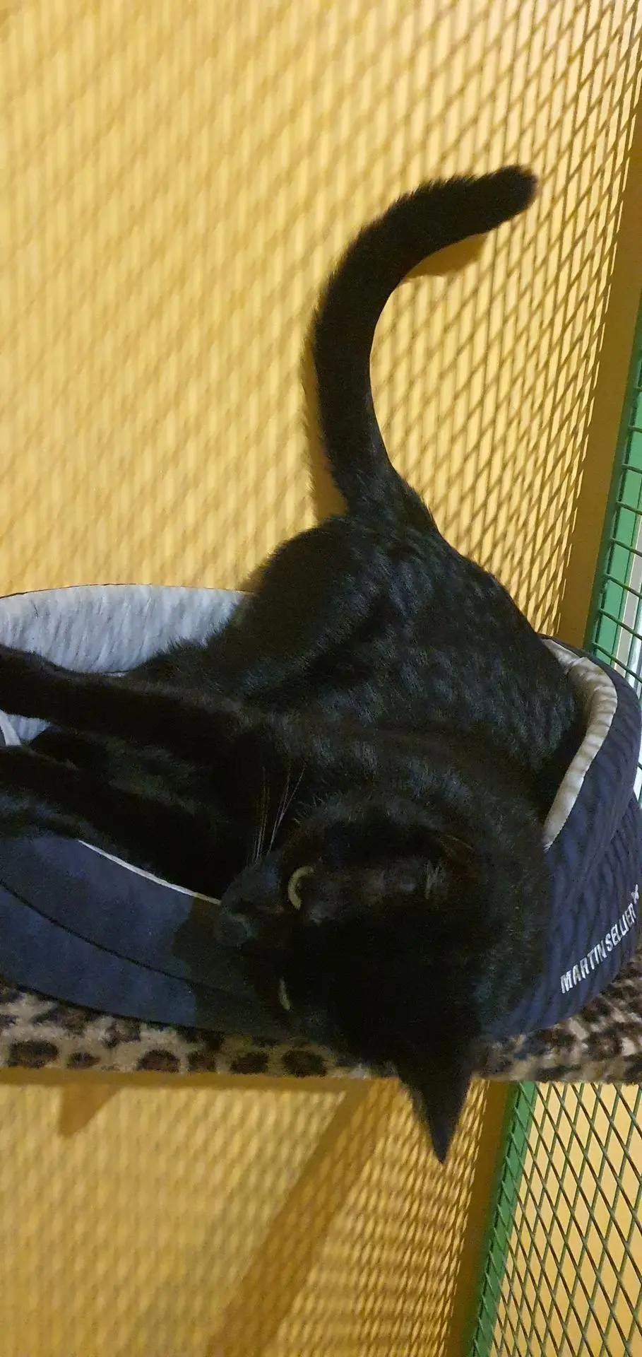 OSCAR