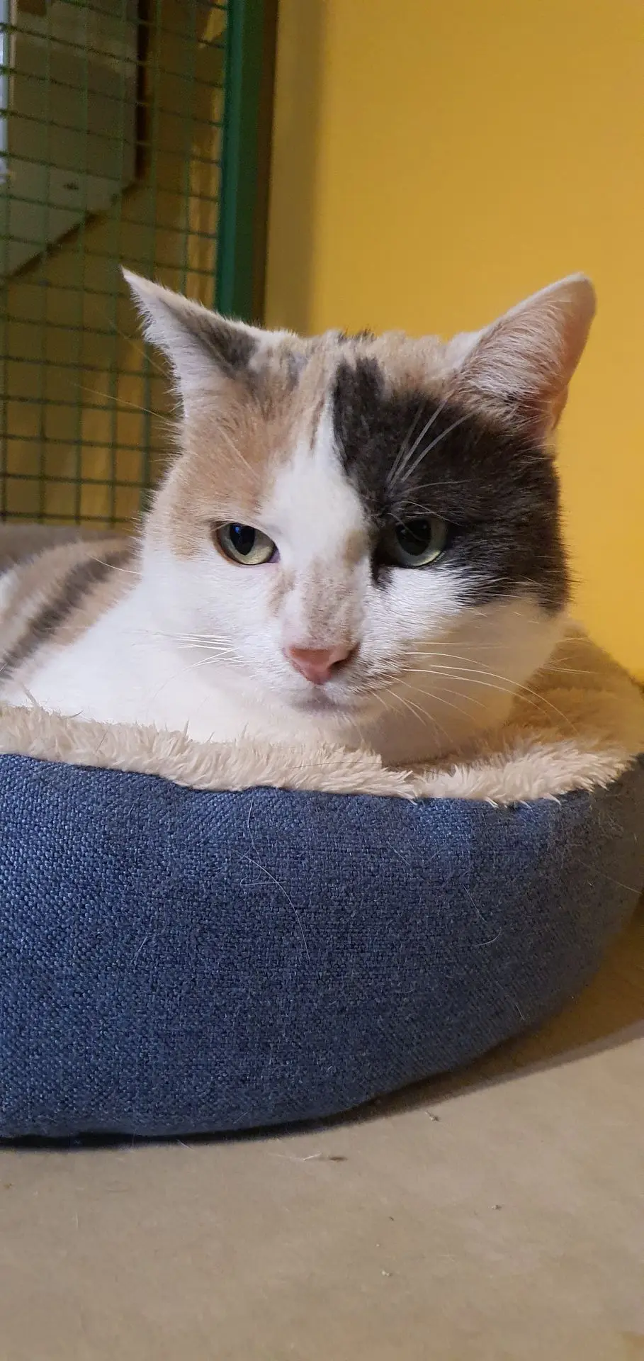 NIKITA