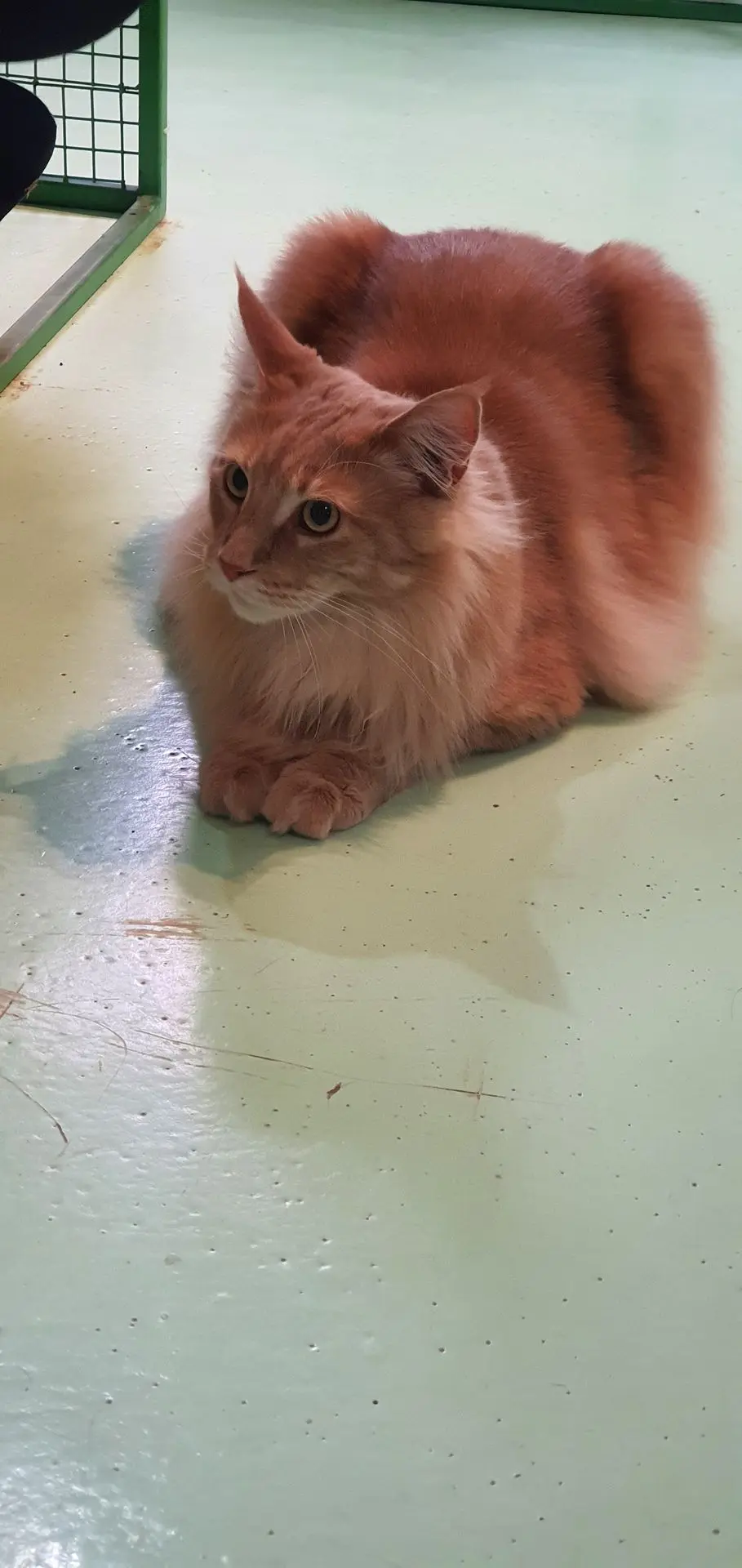 ORKO