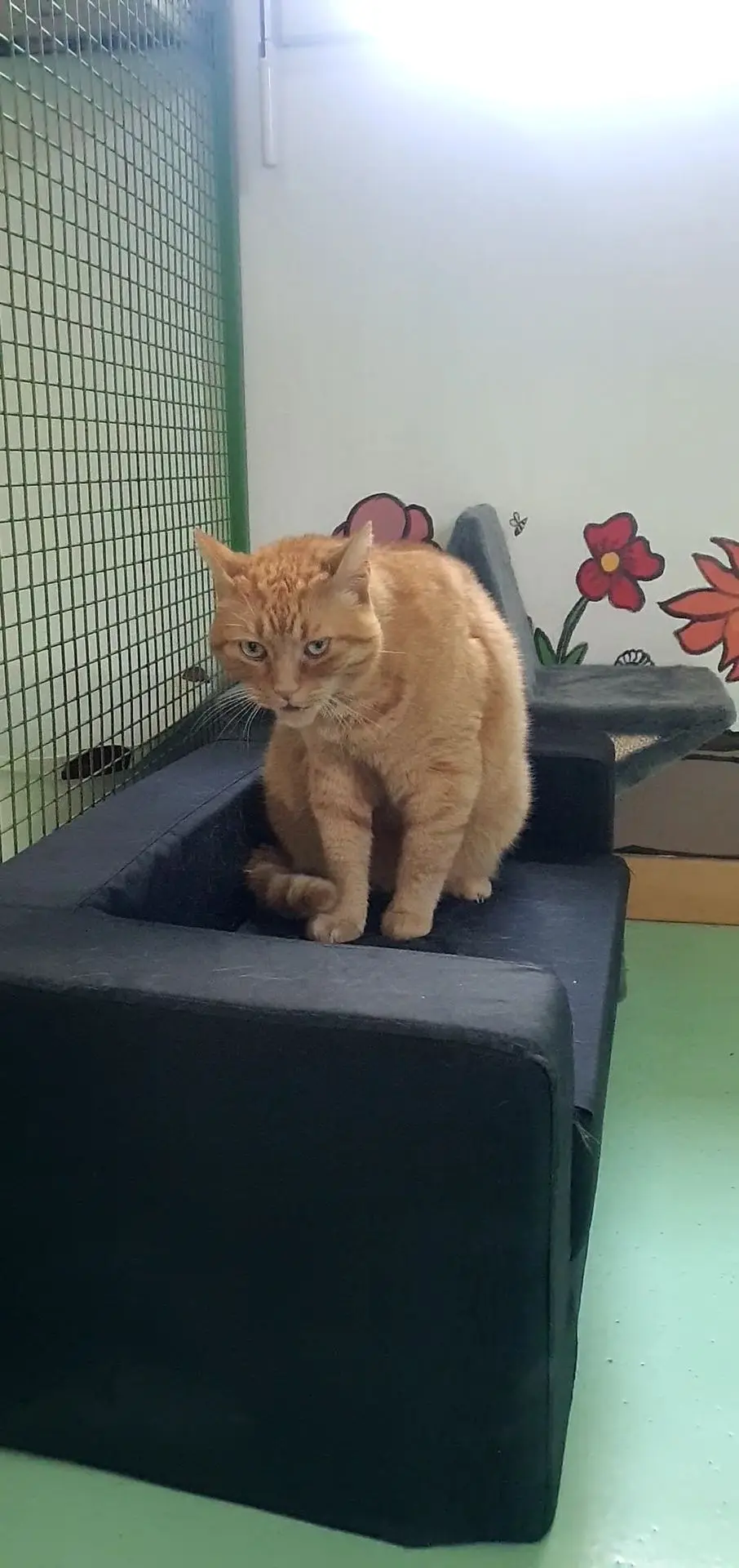TIGROU