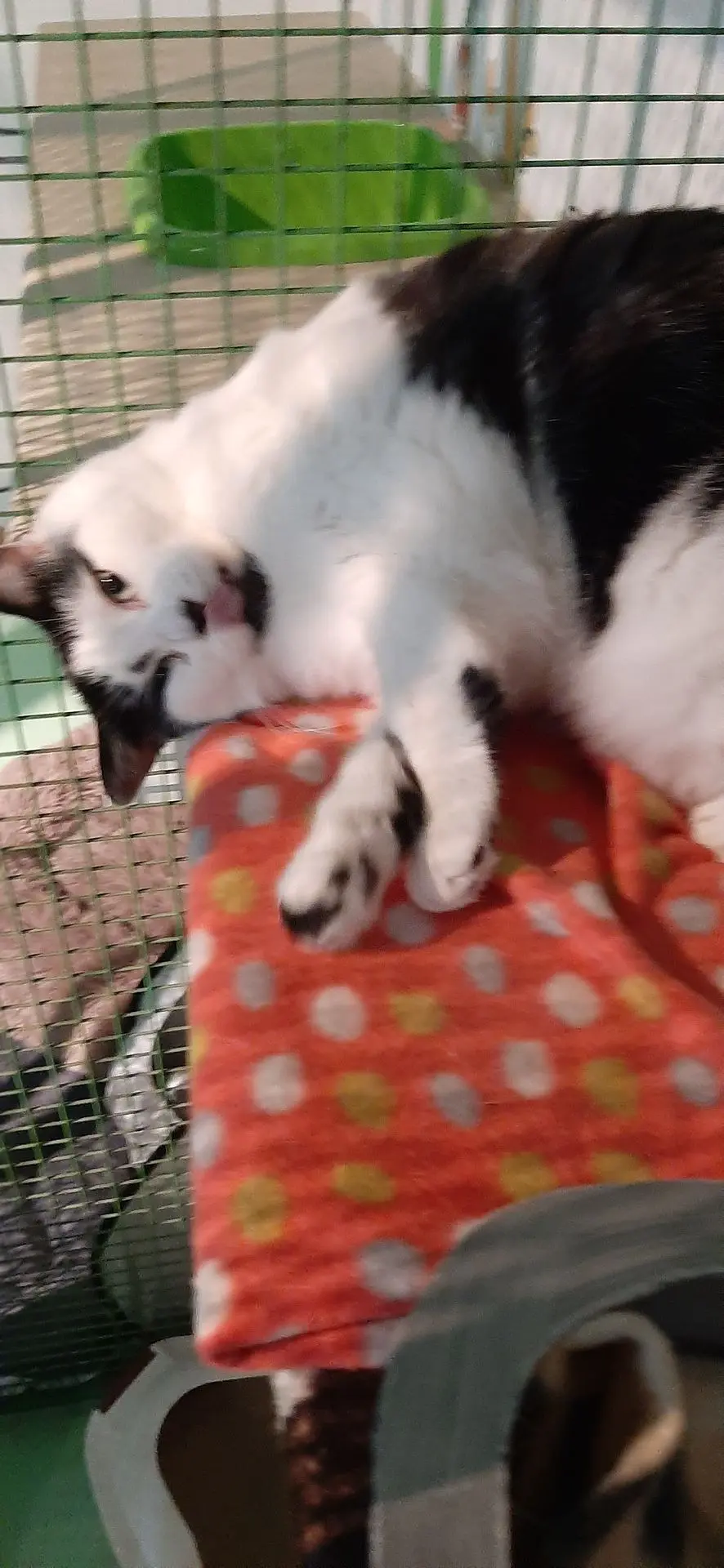 LILOU