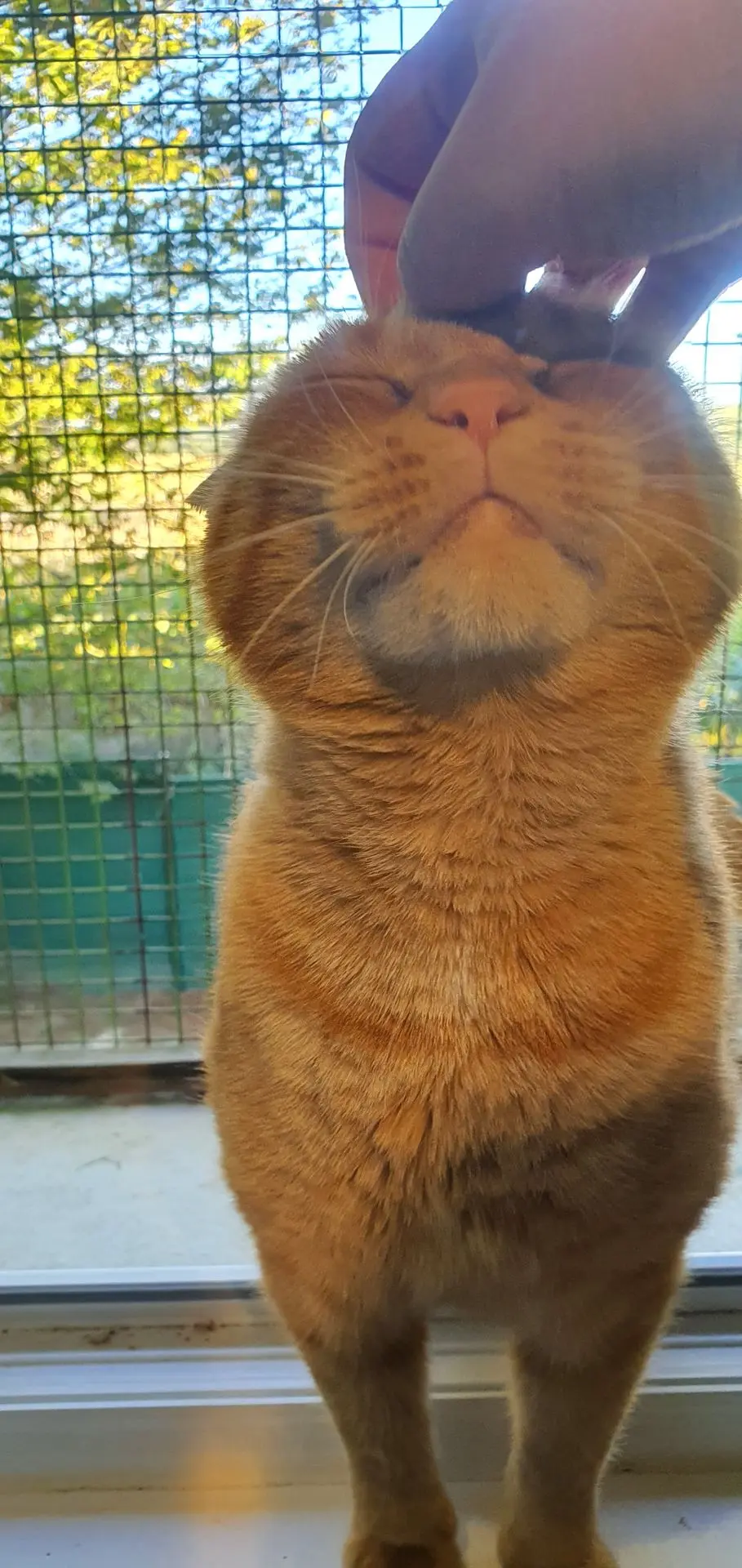 TIGROU