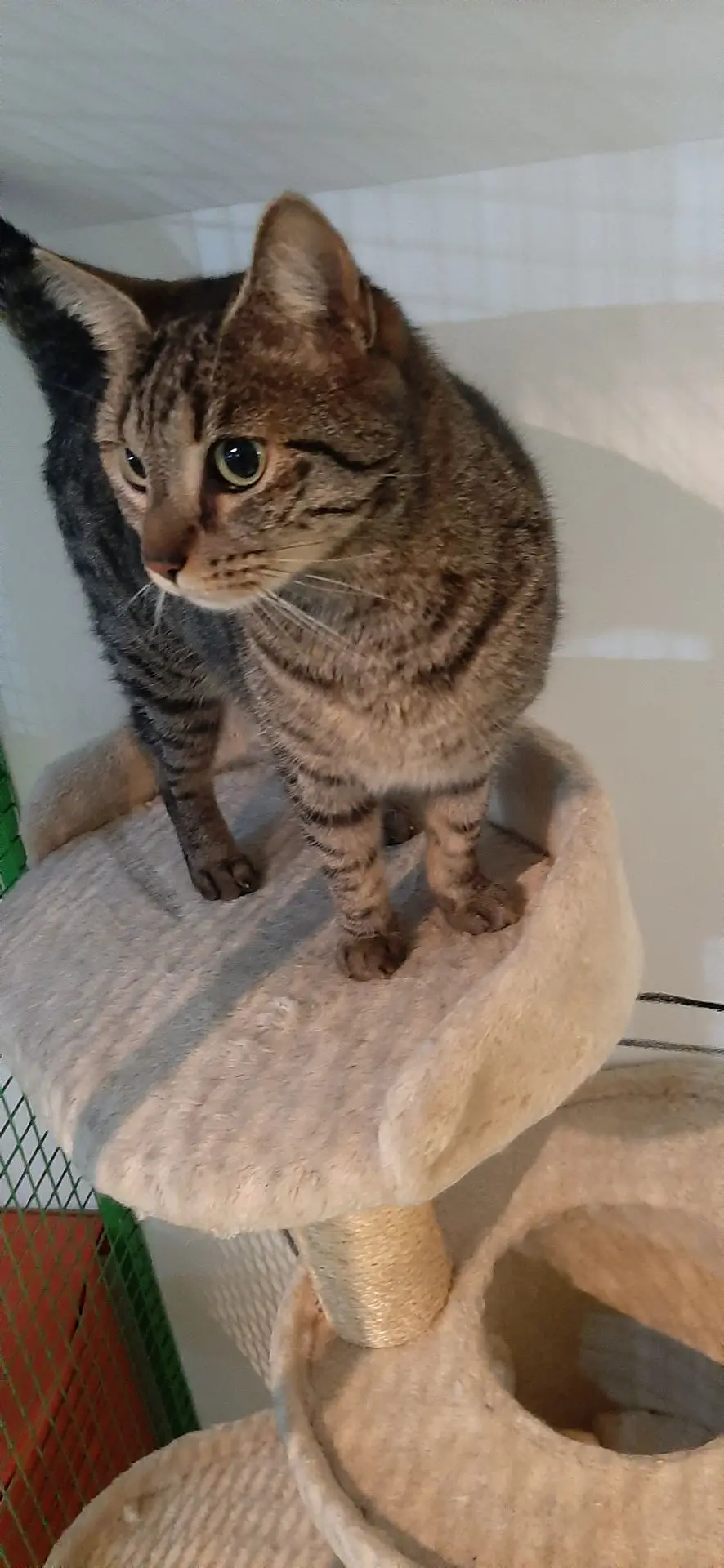 MAYA
