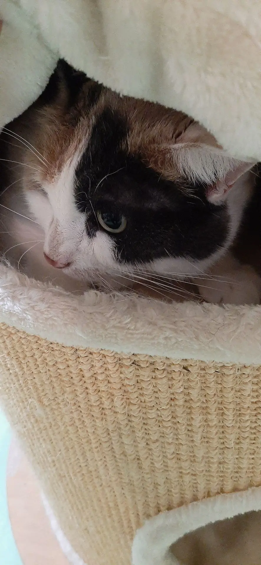 NIKITA