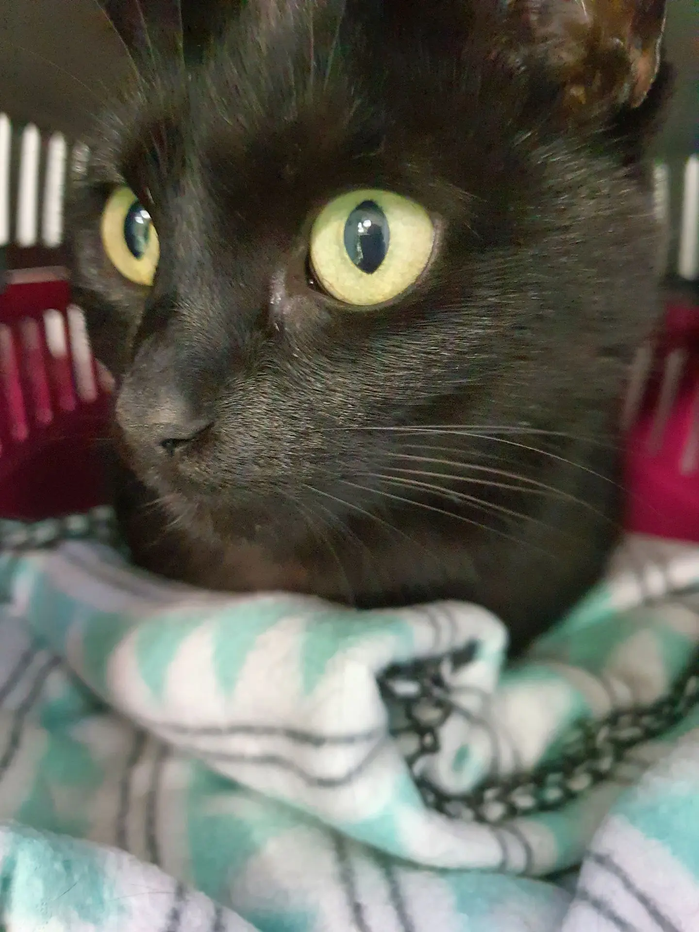 CHATOUNE