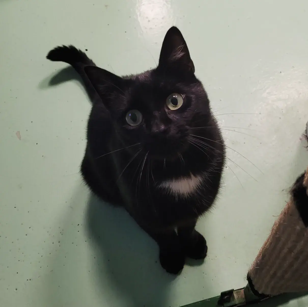 OSCAR