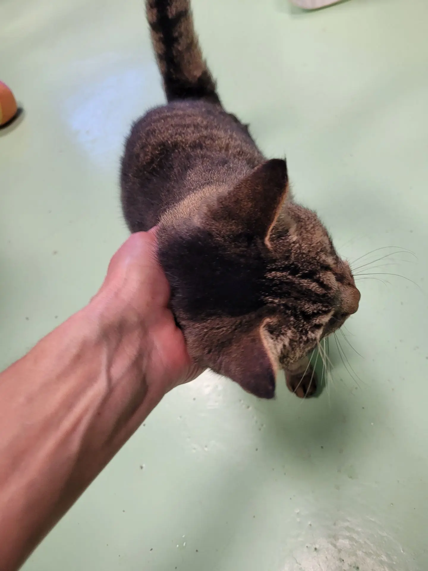 BABY CAT