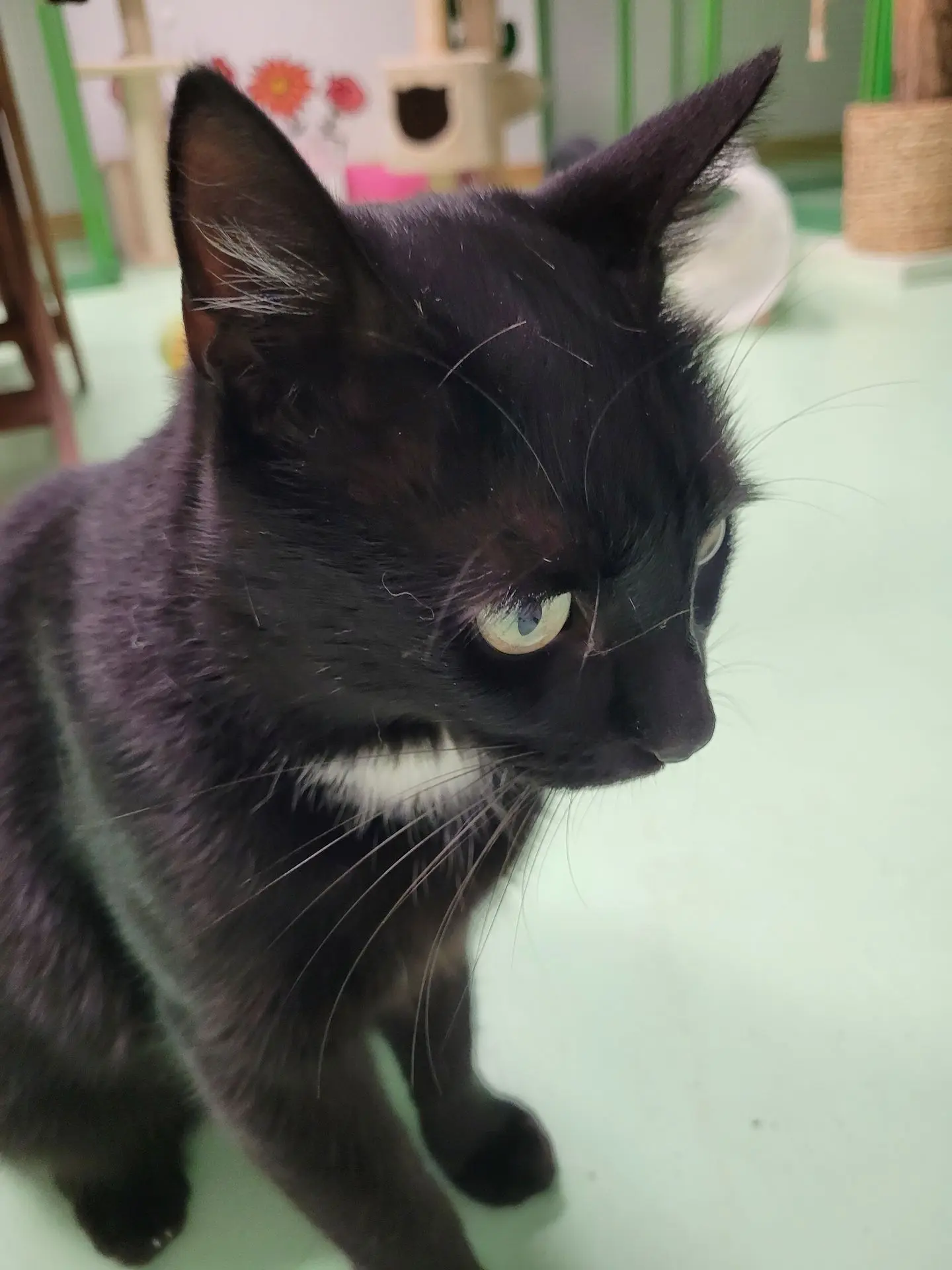OSCAR