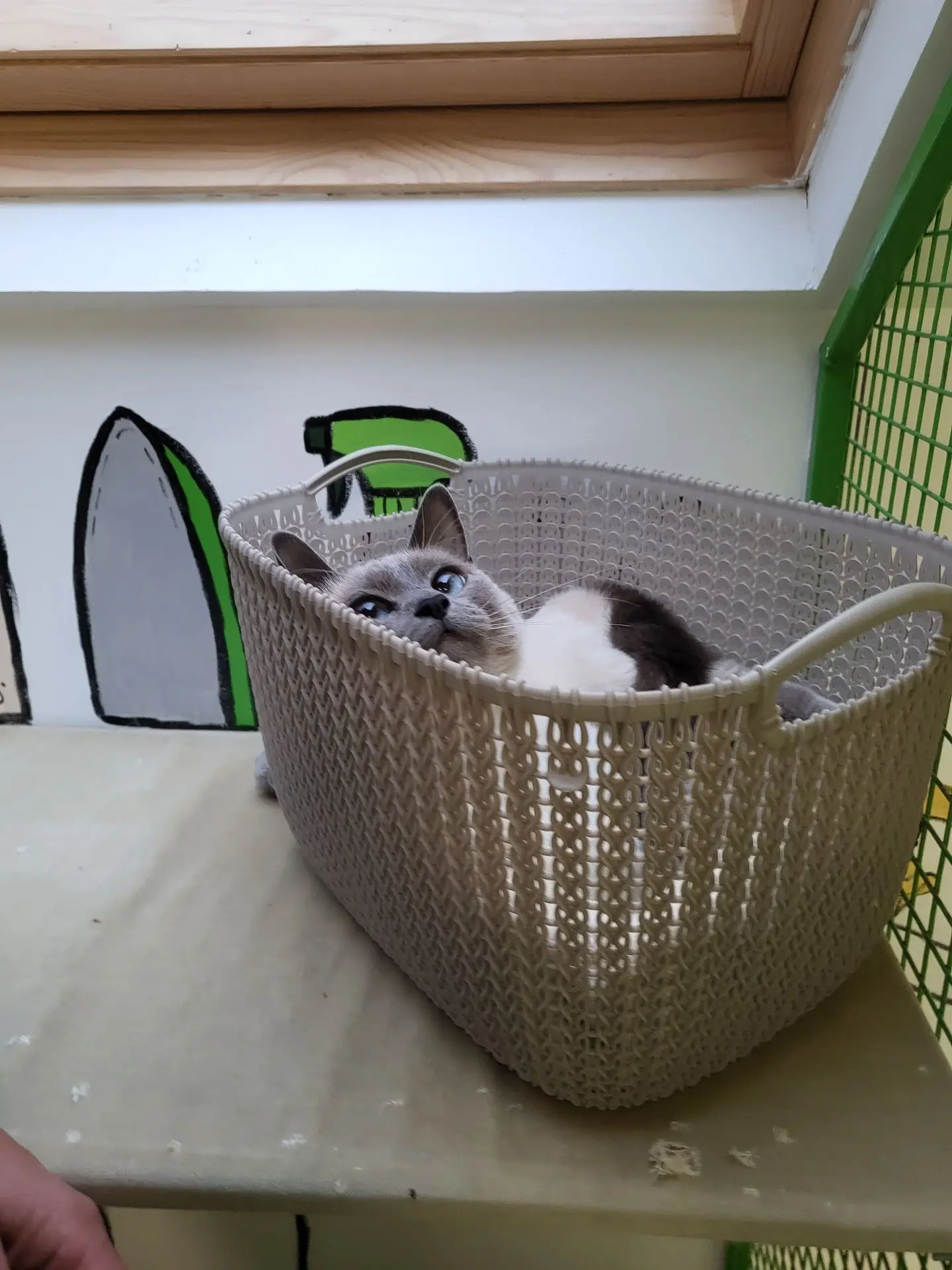 LILLY