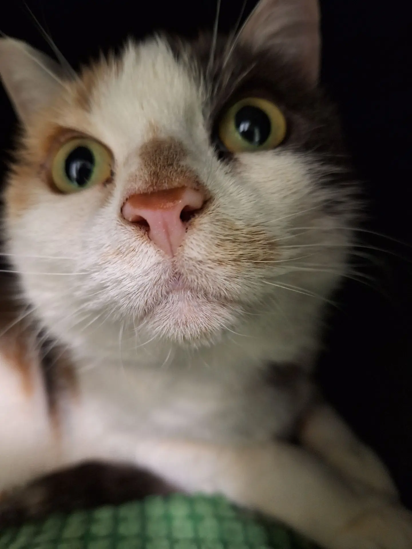 NIKITA