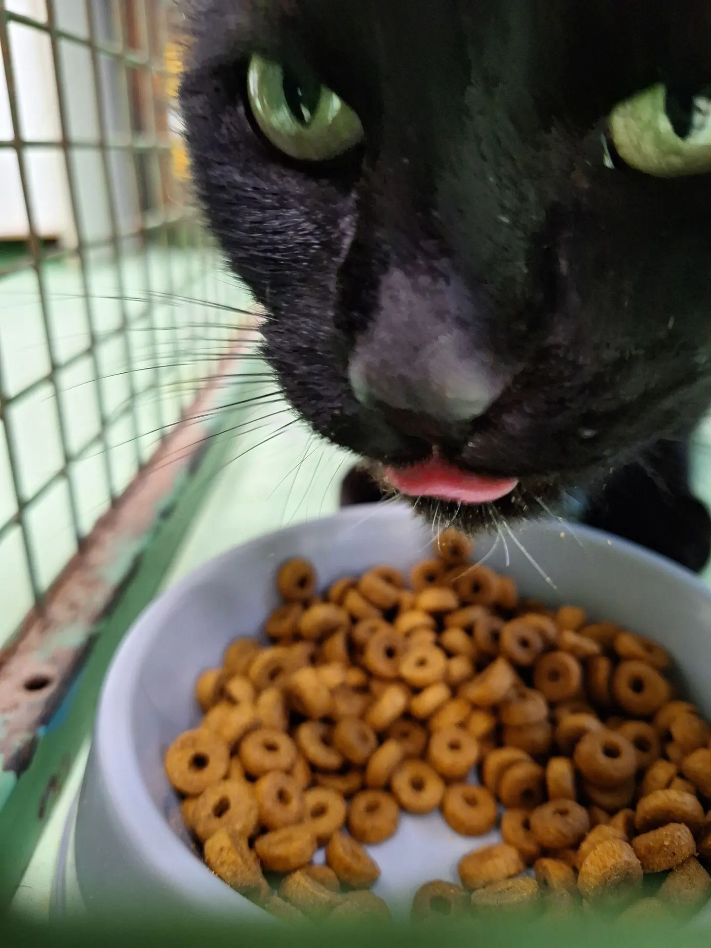 OSCAR