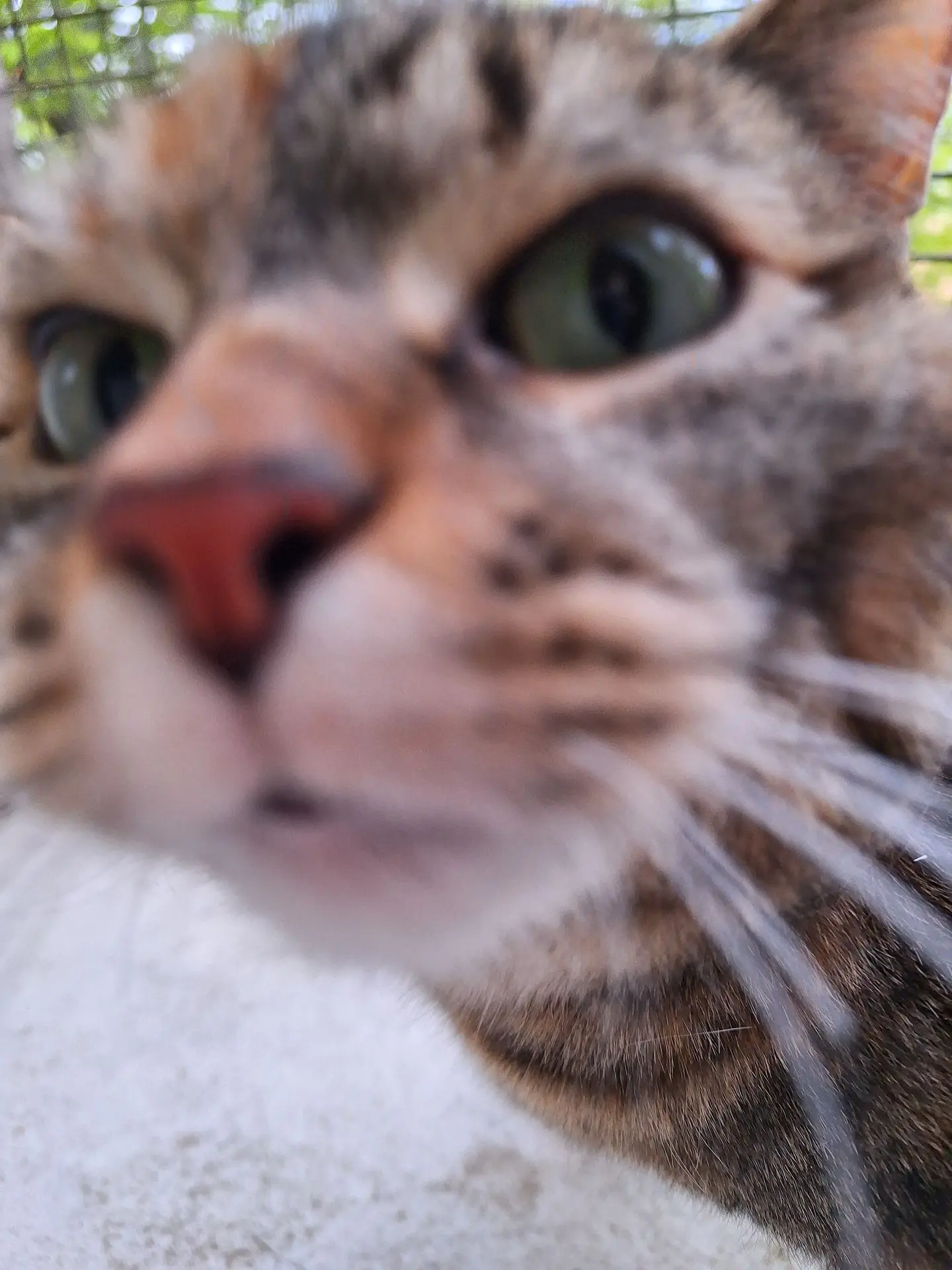 SUKA