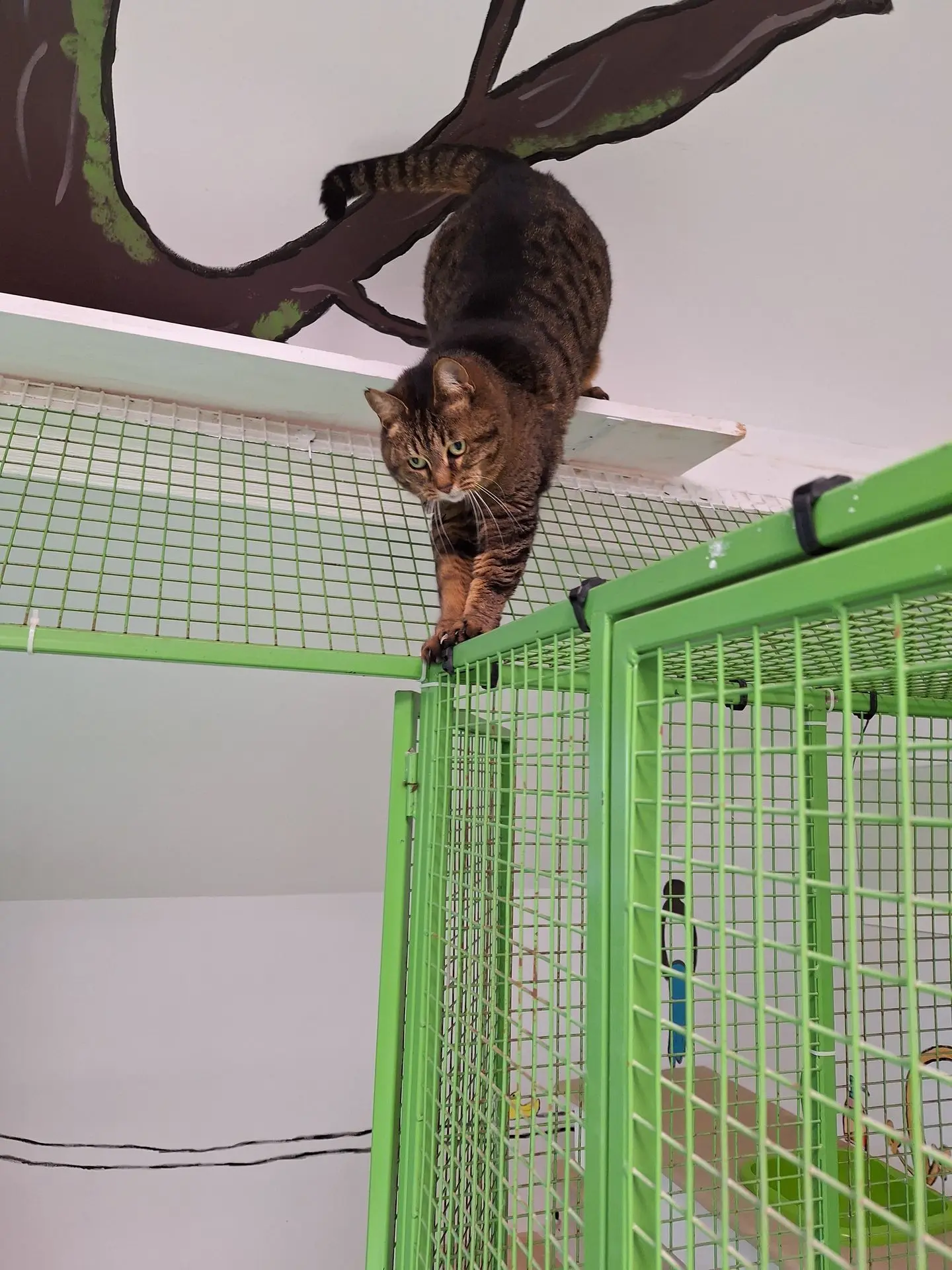 BABY CAT