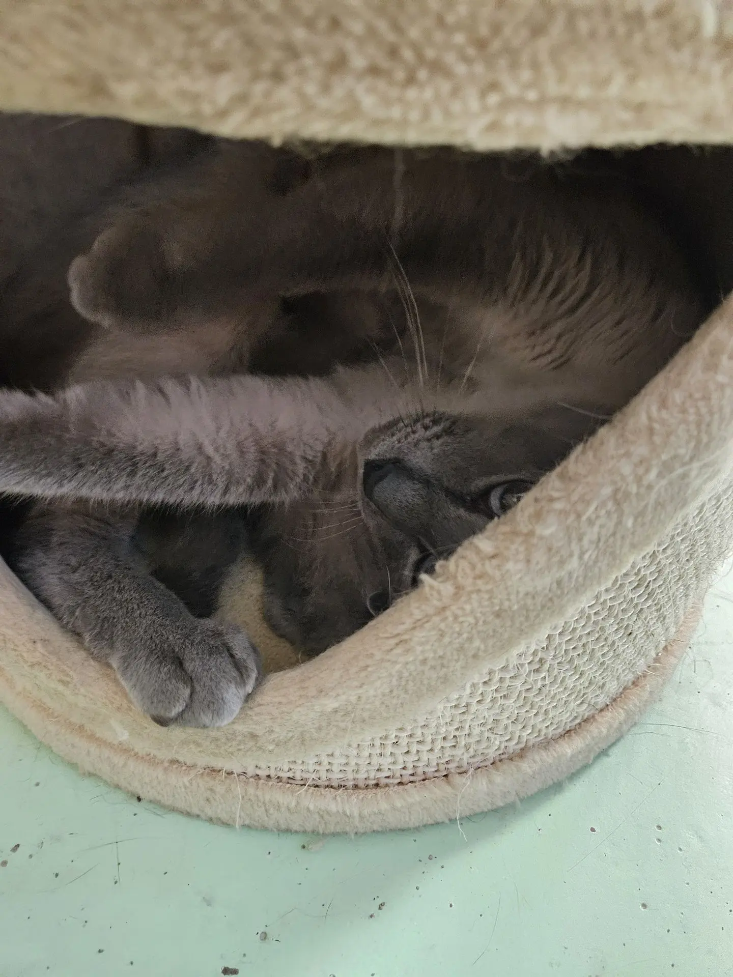 PACO