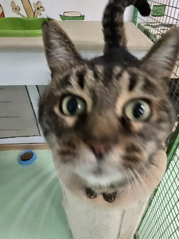 BABYCAT