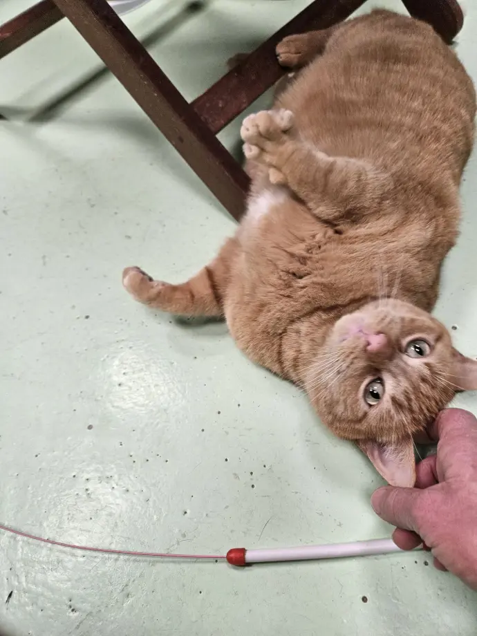 GUS
